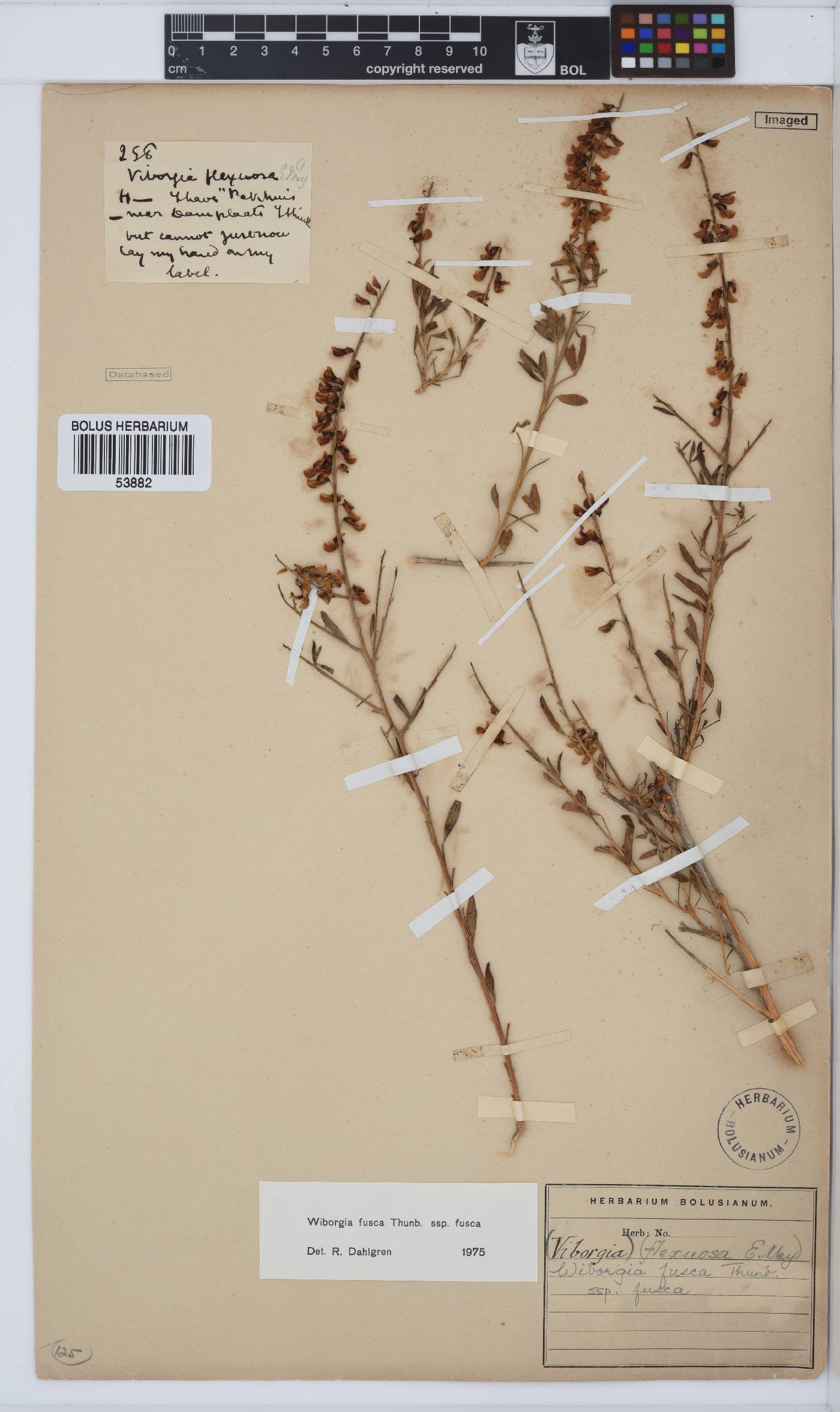 Wiborgia fusca subsp. fusca image