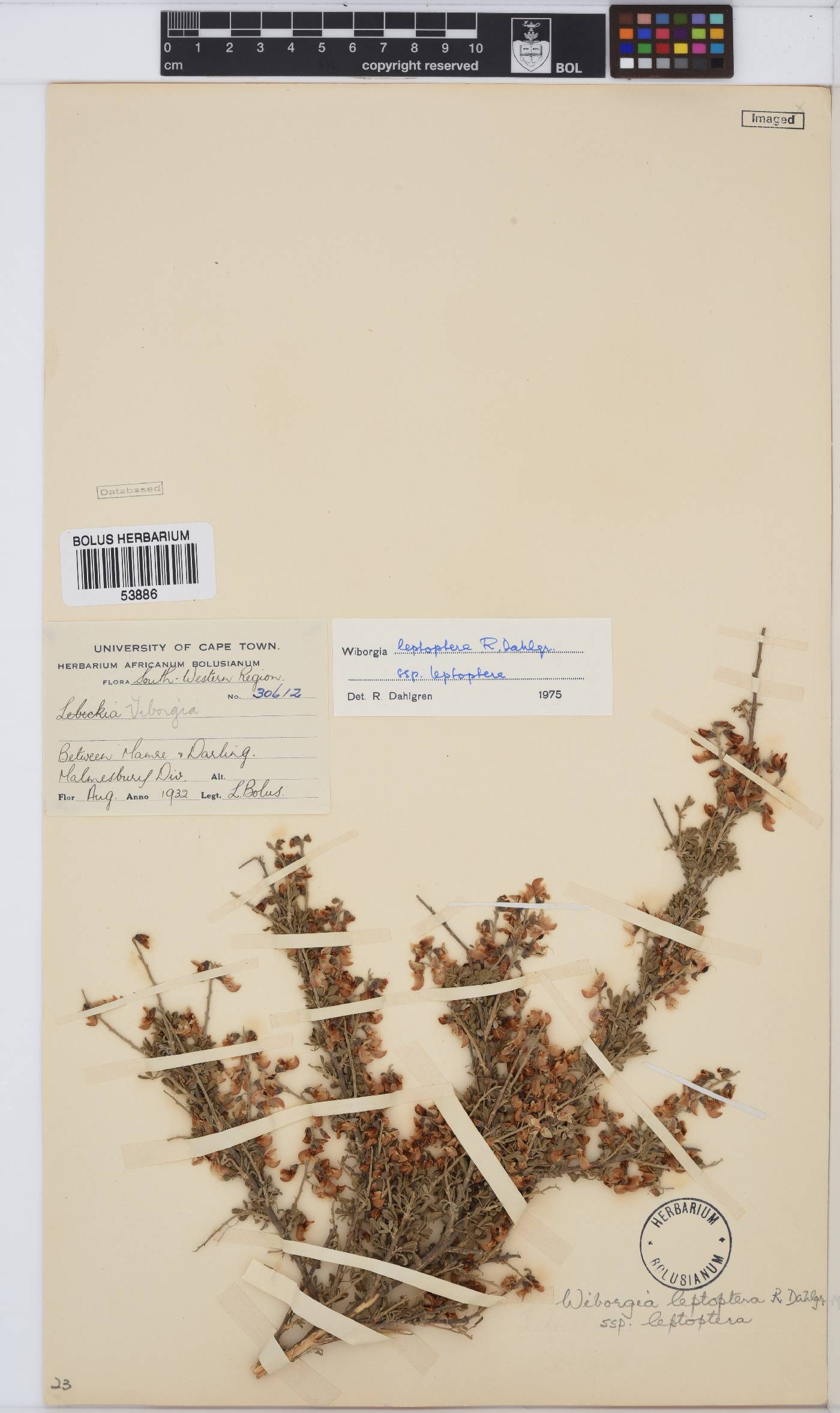 Wiborgia leptoptera image
