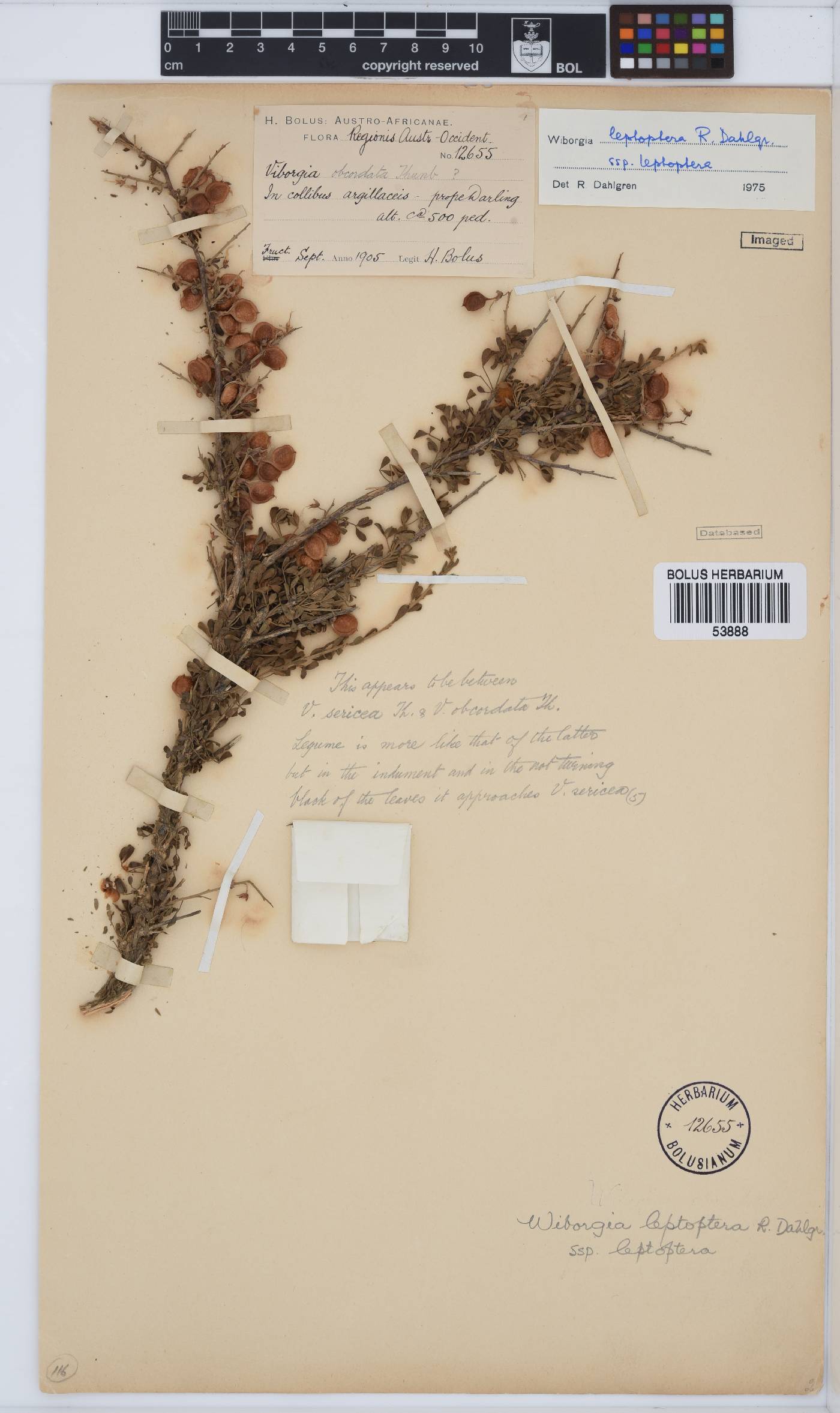 Wiborgia leptoptera image