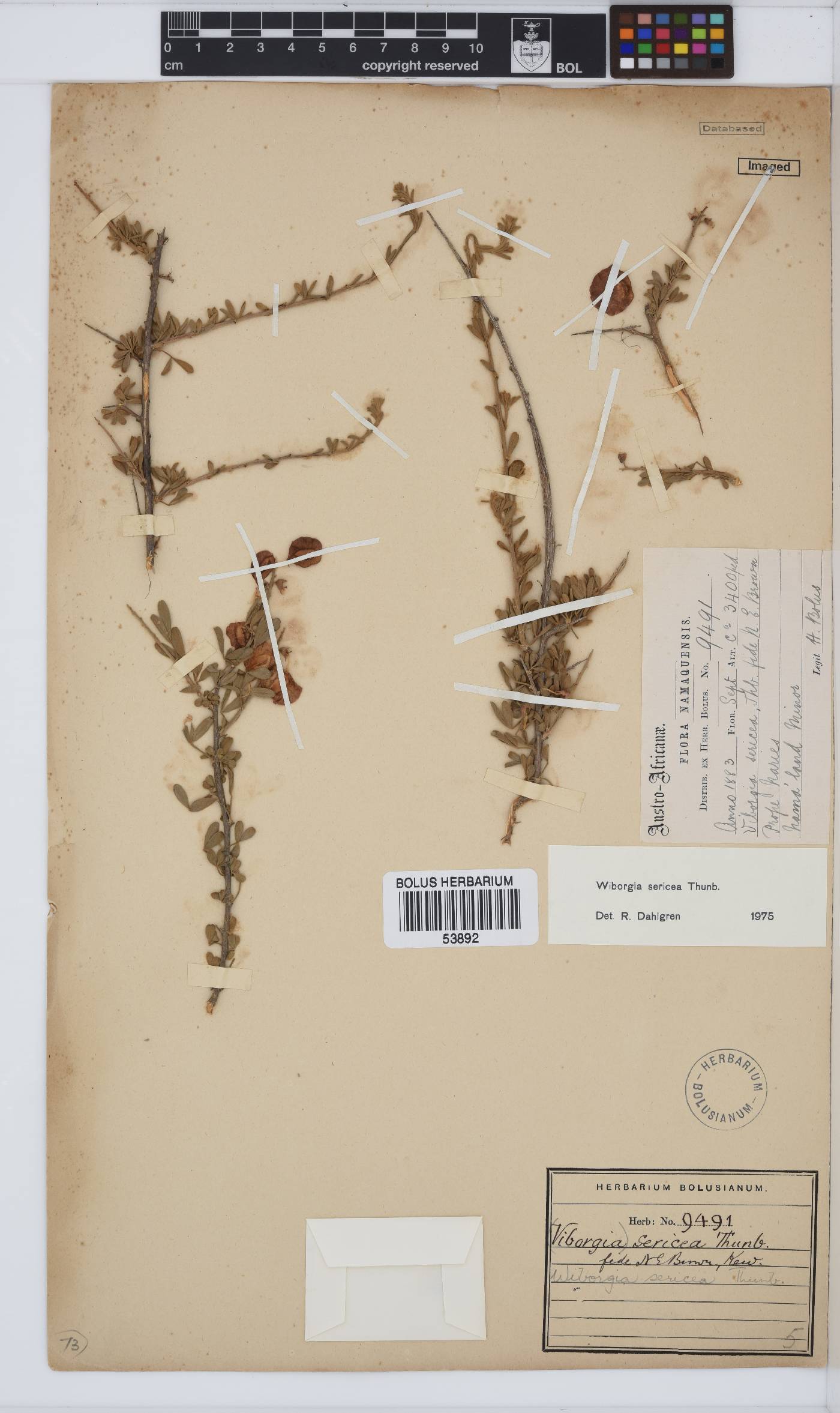 Wiborgia image