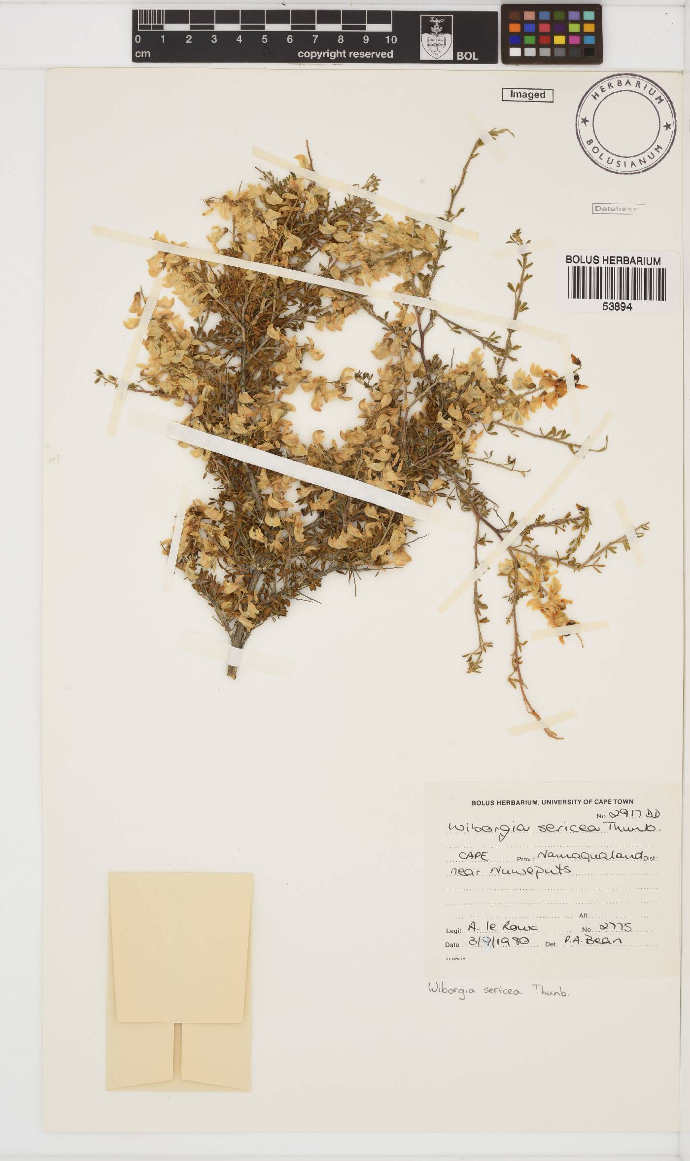 Wiborgia sericea image