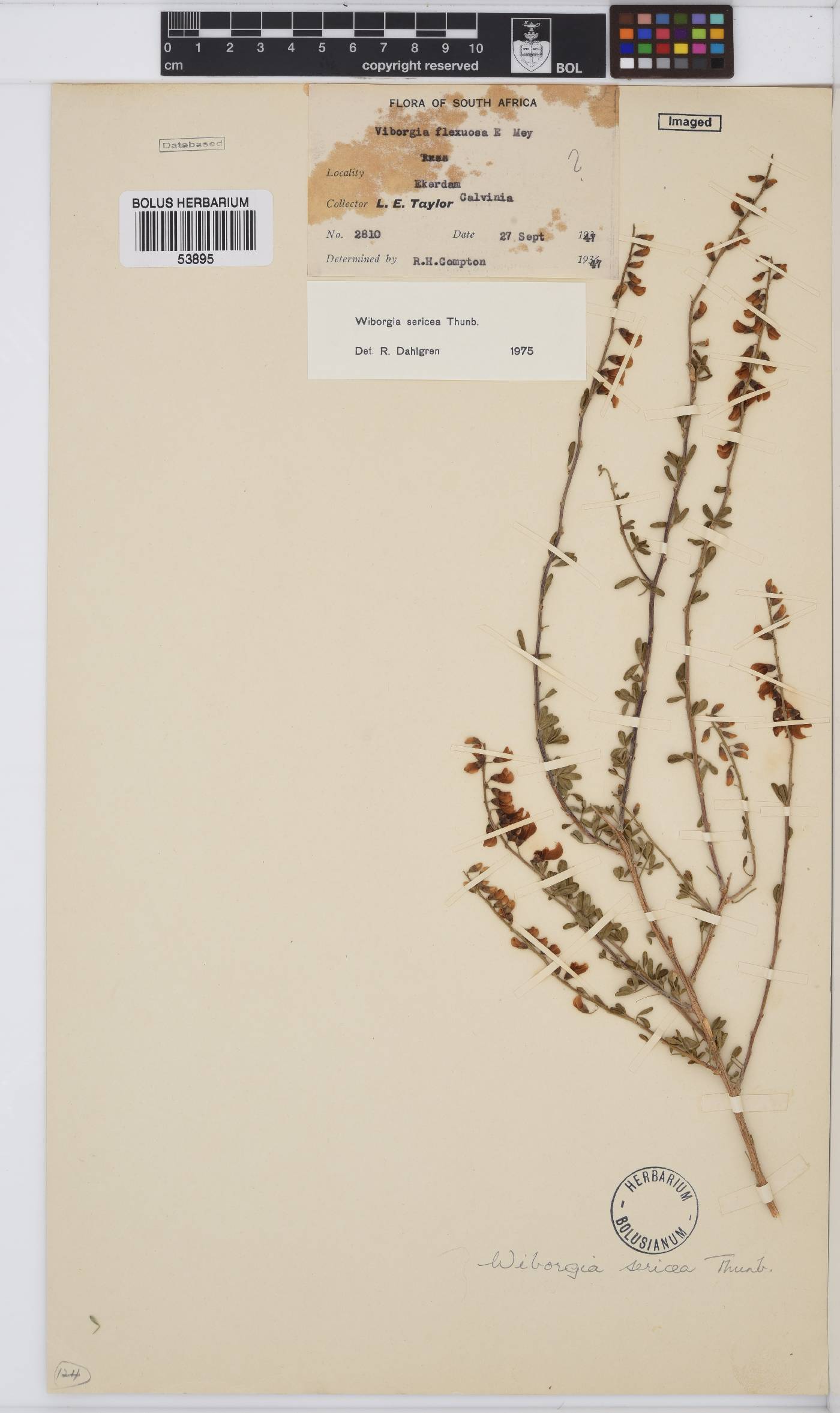 Wiborgia sericea image