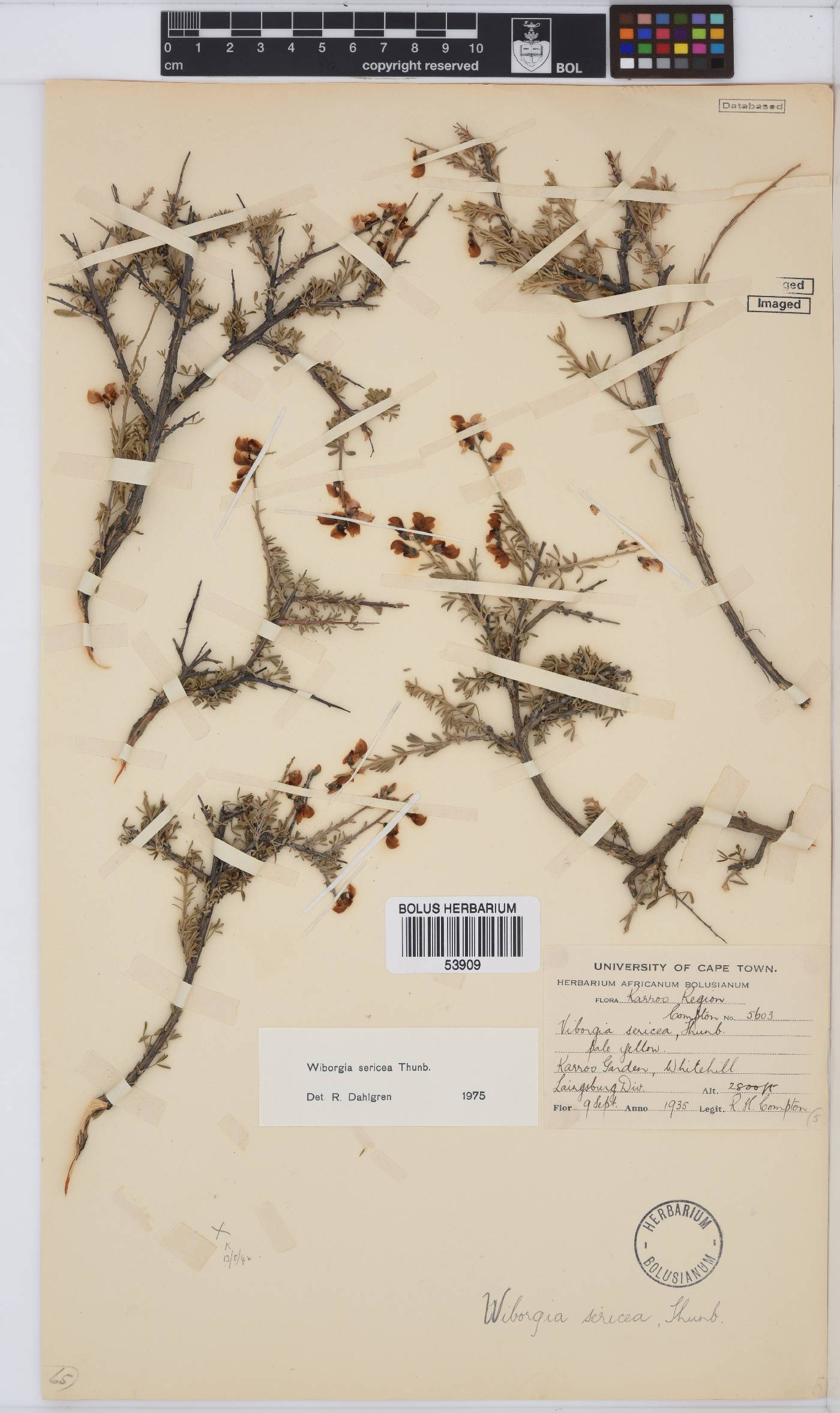 Wiborgia sericea image