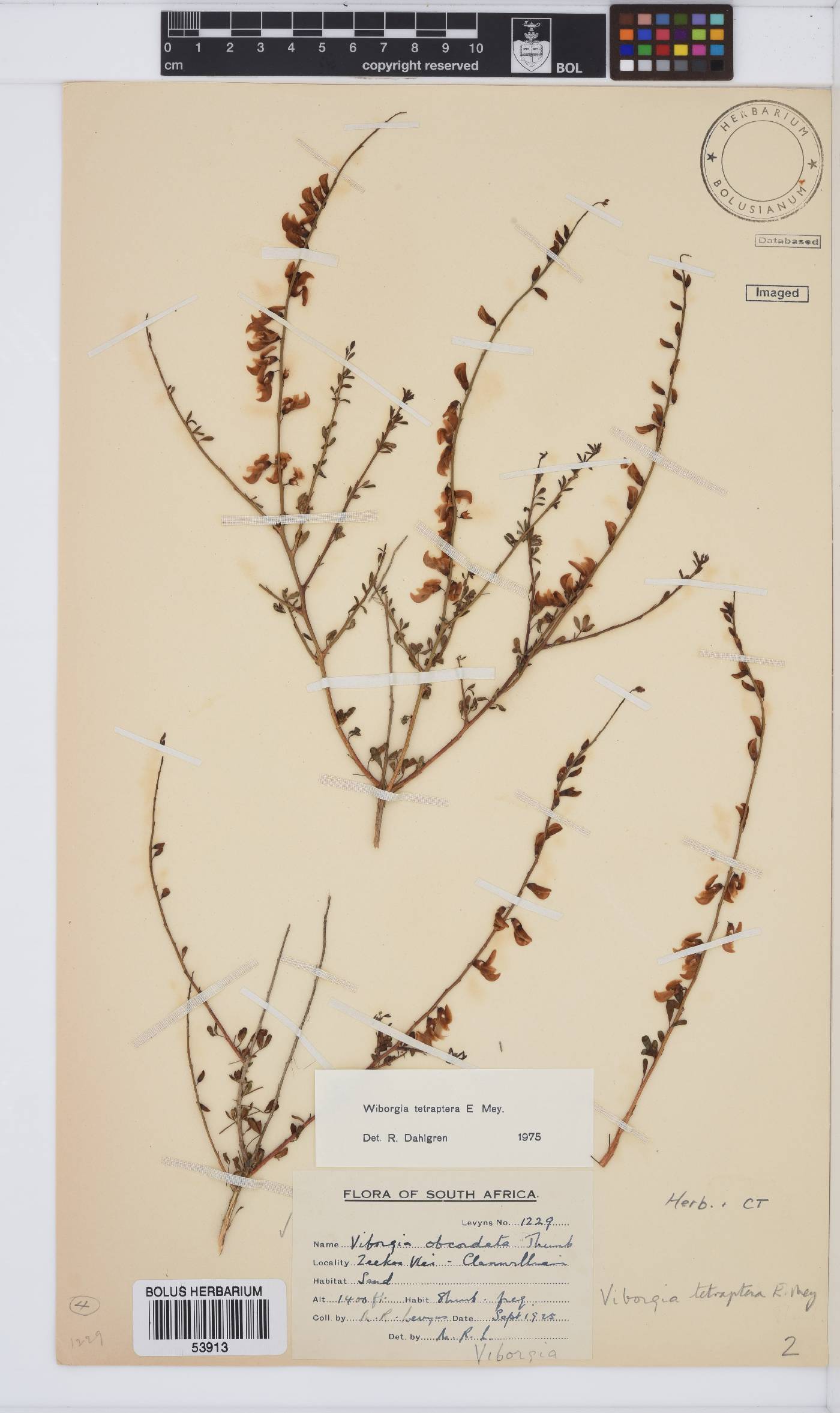 Wiborgia tetraptera image