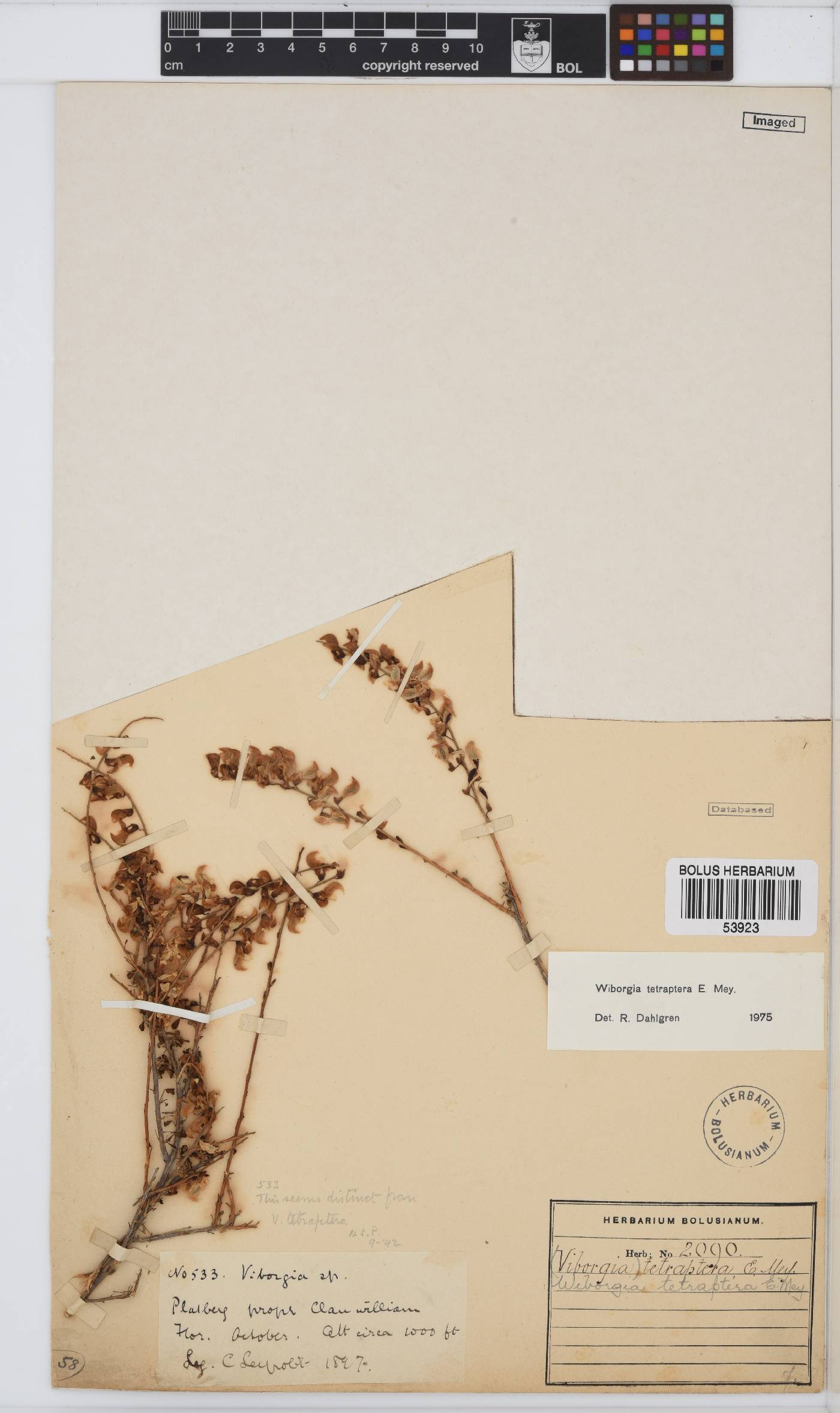 Wiborgia tetraptera image