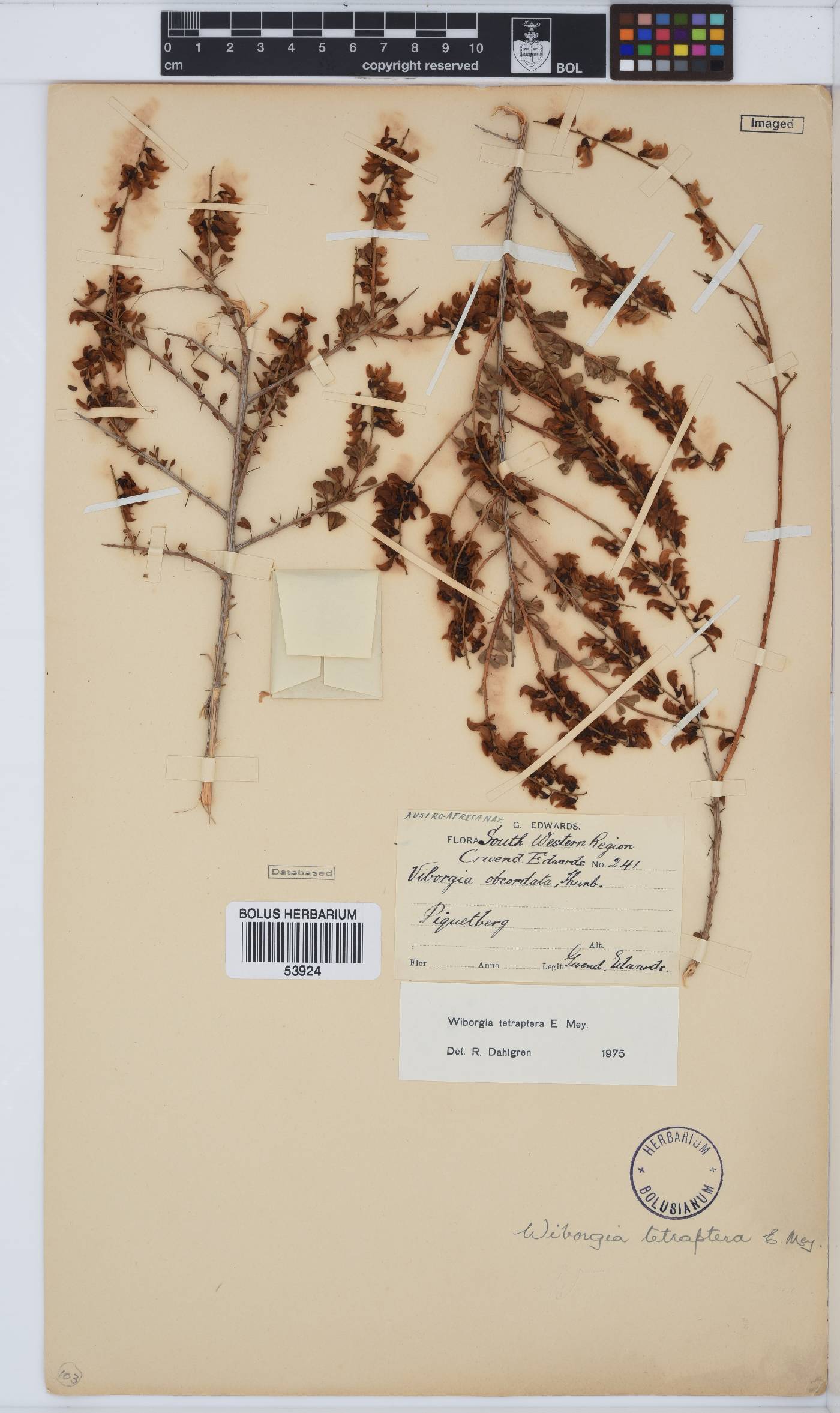 Wiborgia tetraptera image