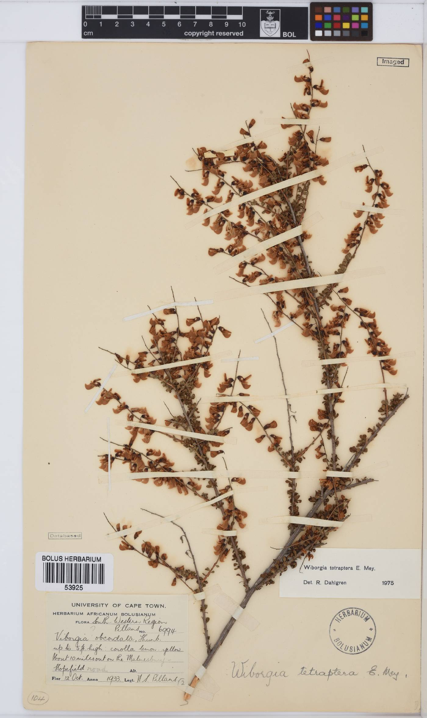 Wiborgia tetraptera image