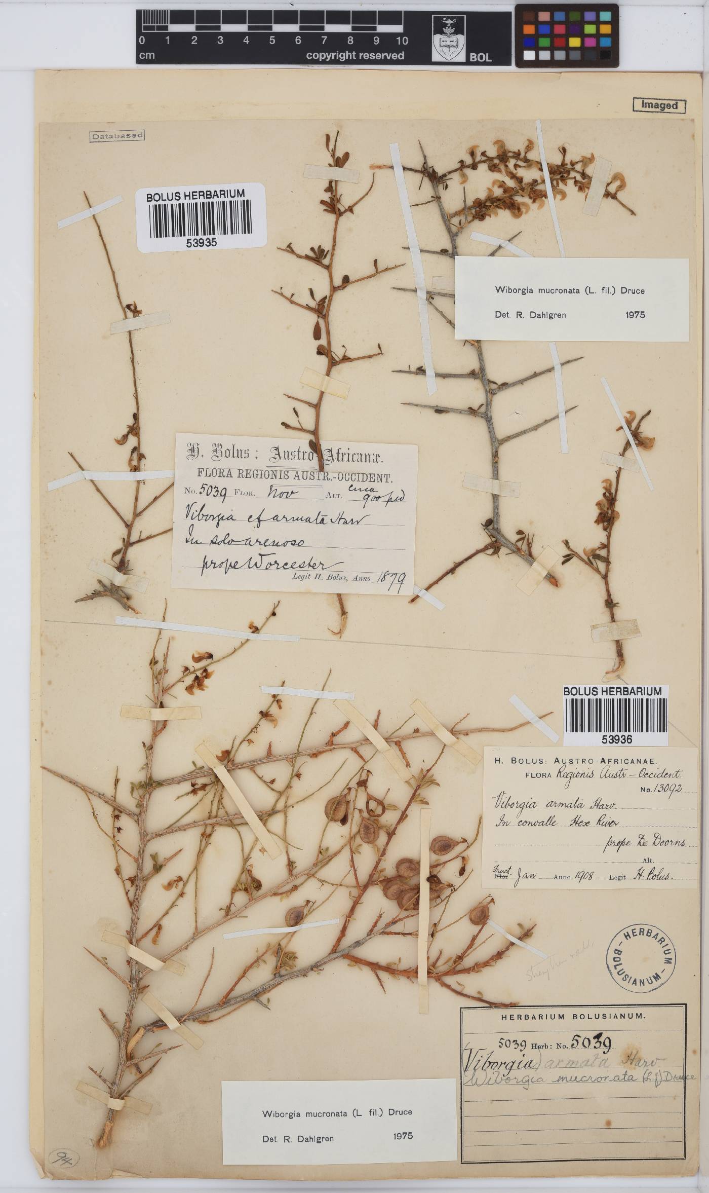 Wiborgia mucronata image