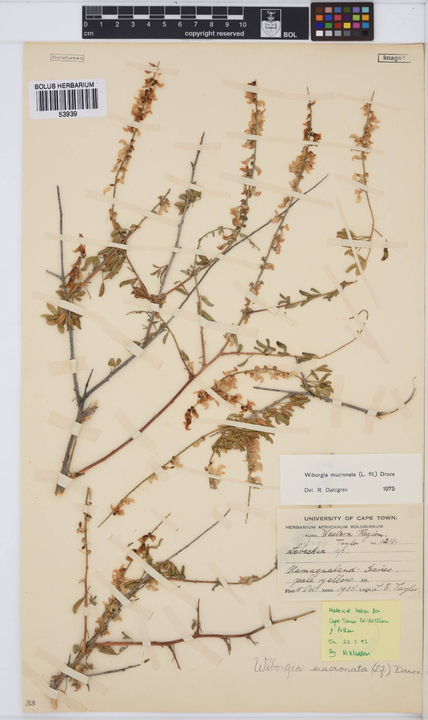 Wiborgia mucronata image