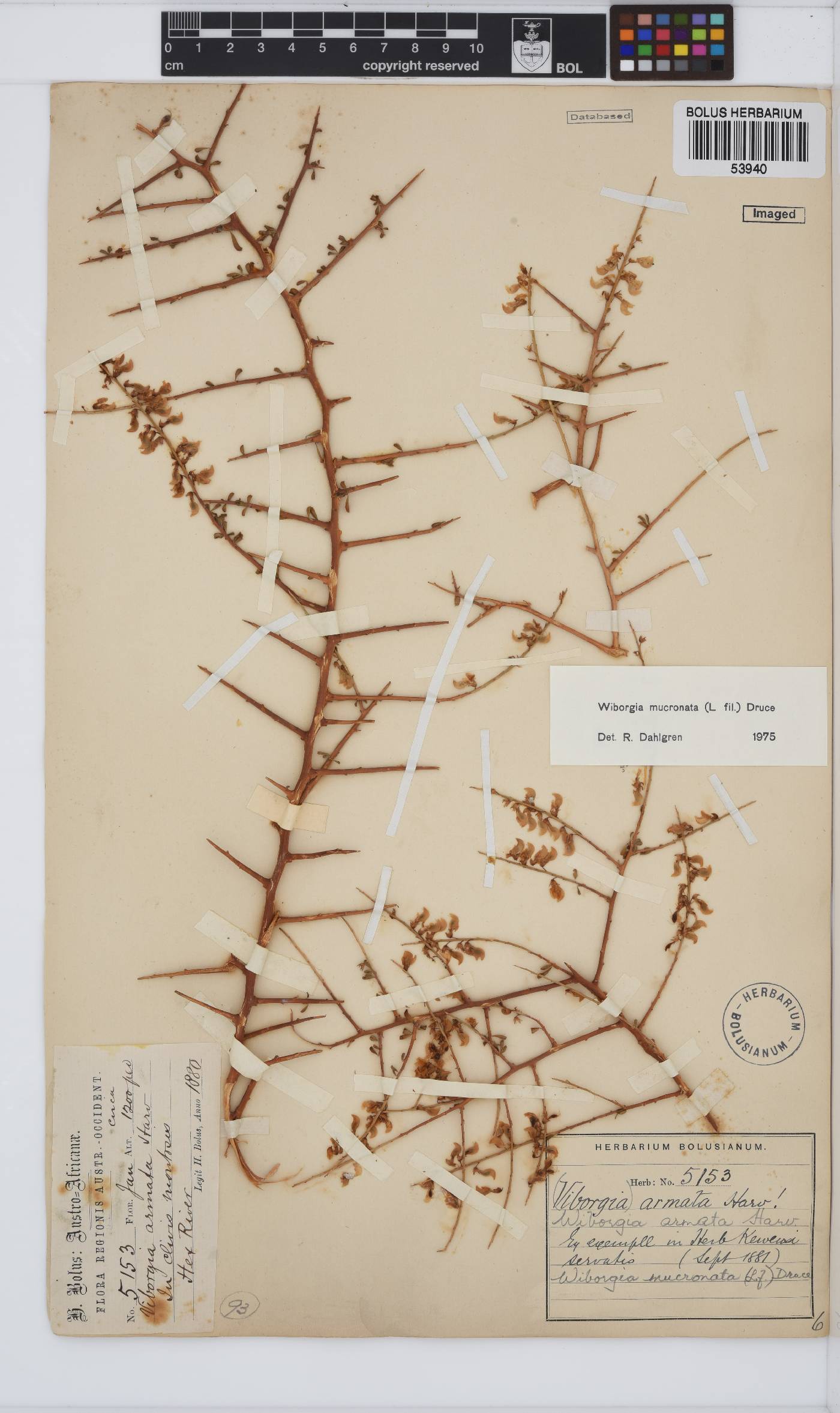 Wiborgia mucronata image