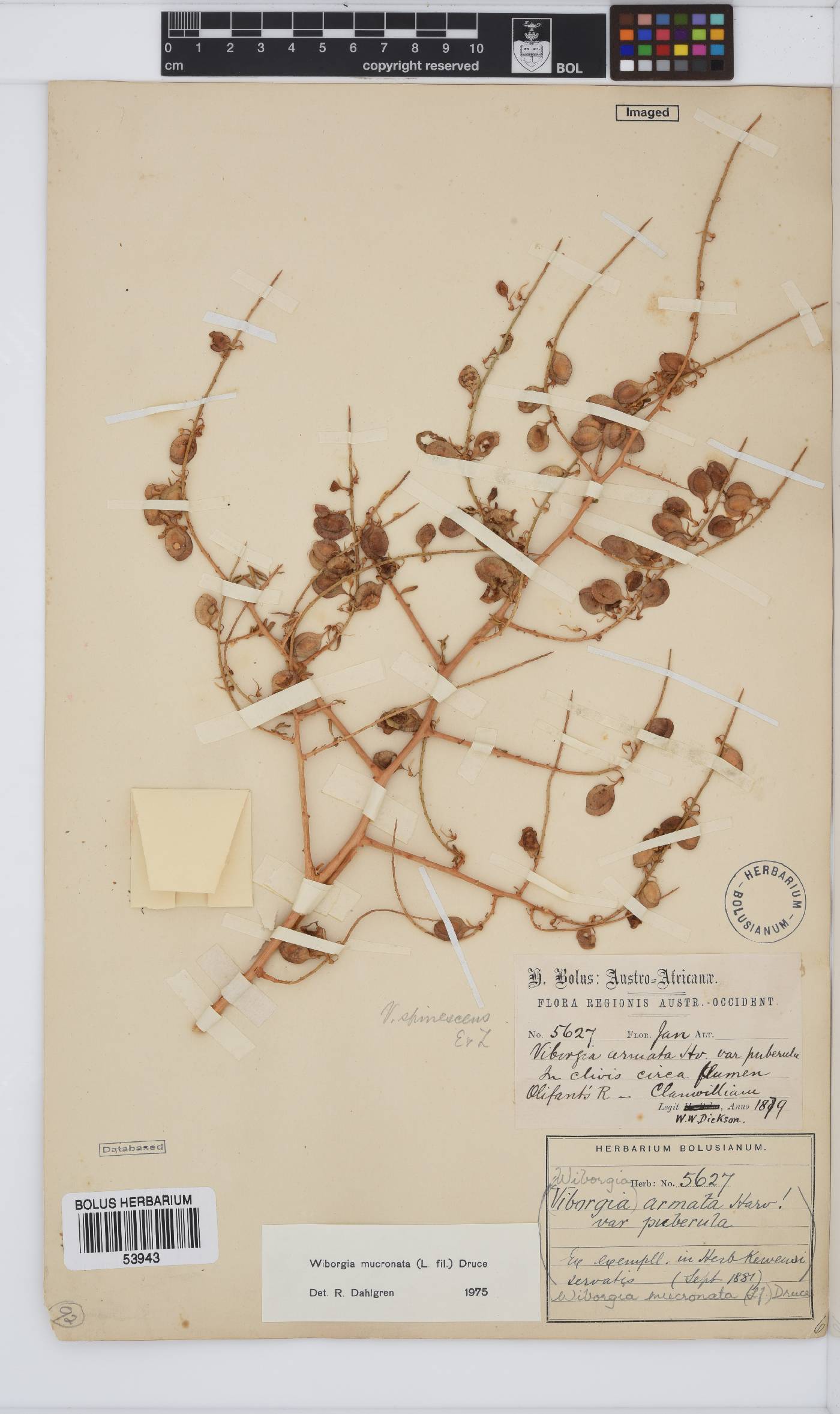 Wiborgia mucronata image