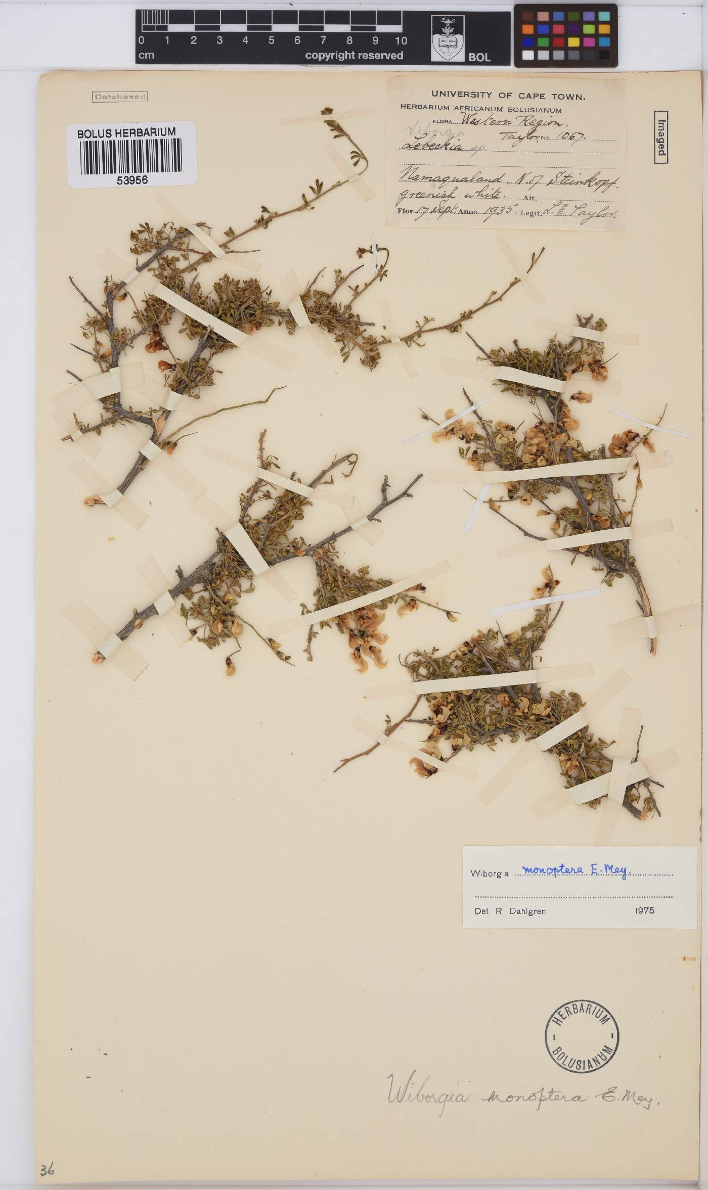 Wiborgia image