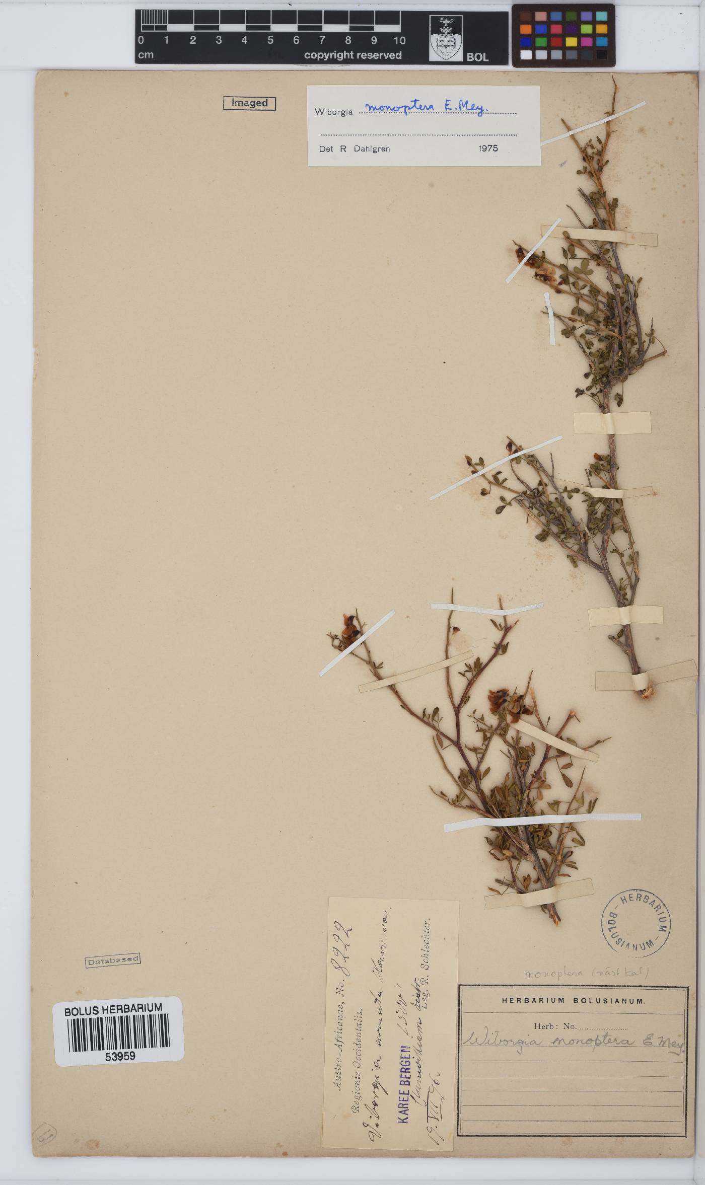 Wiborgia monoptera image