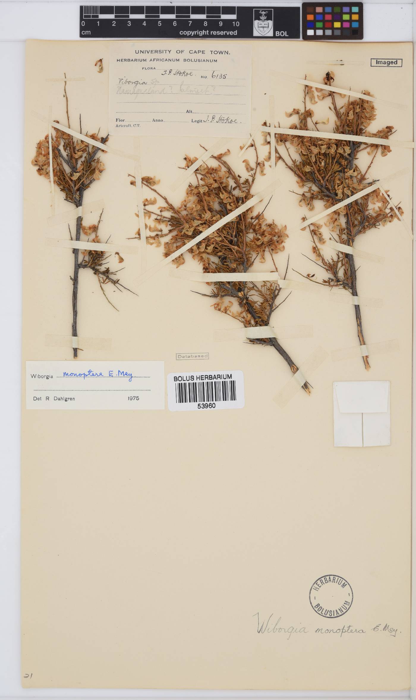 Wiborgia monoptera image