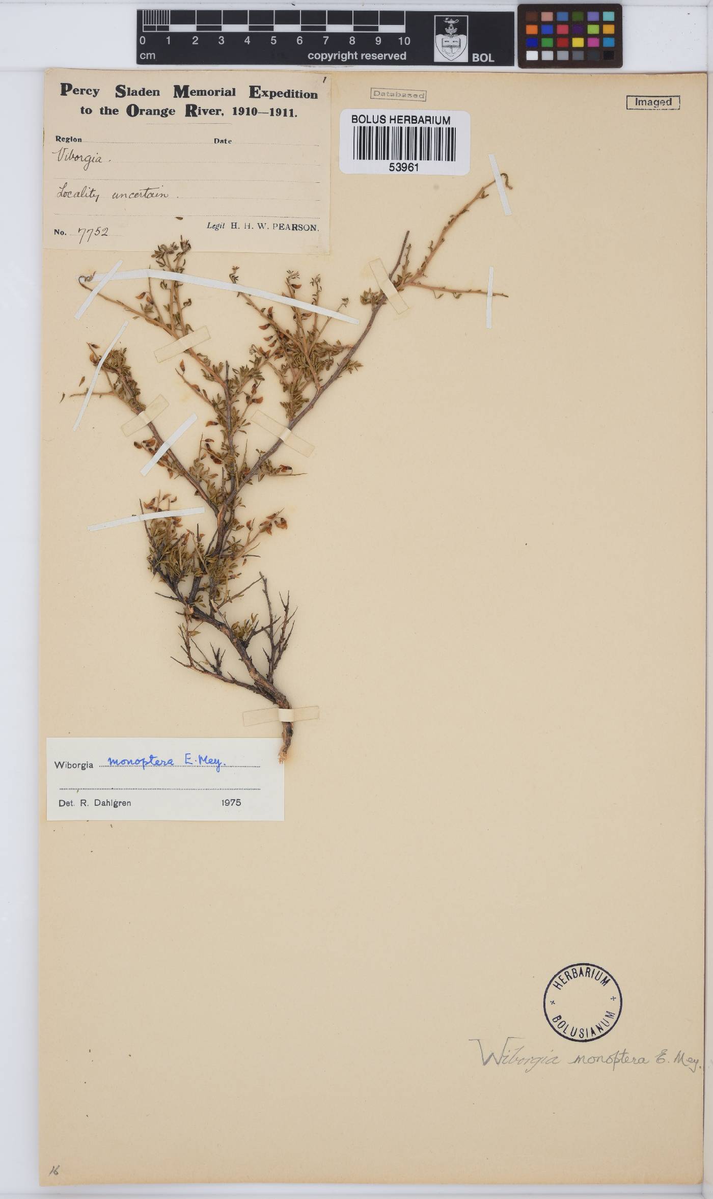 Wiborgia monoptera image