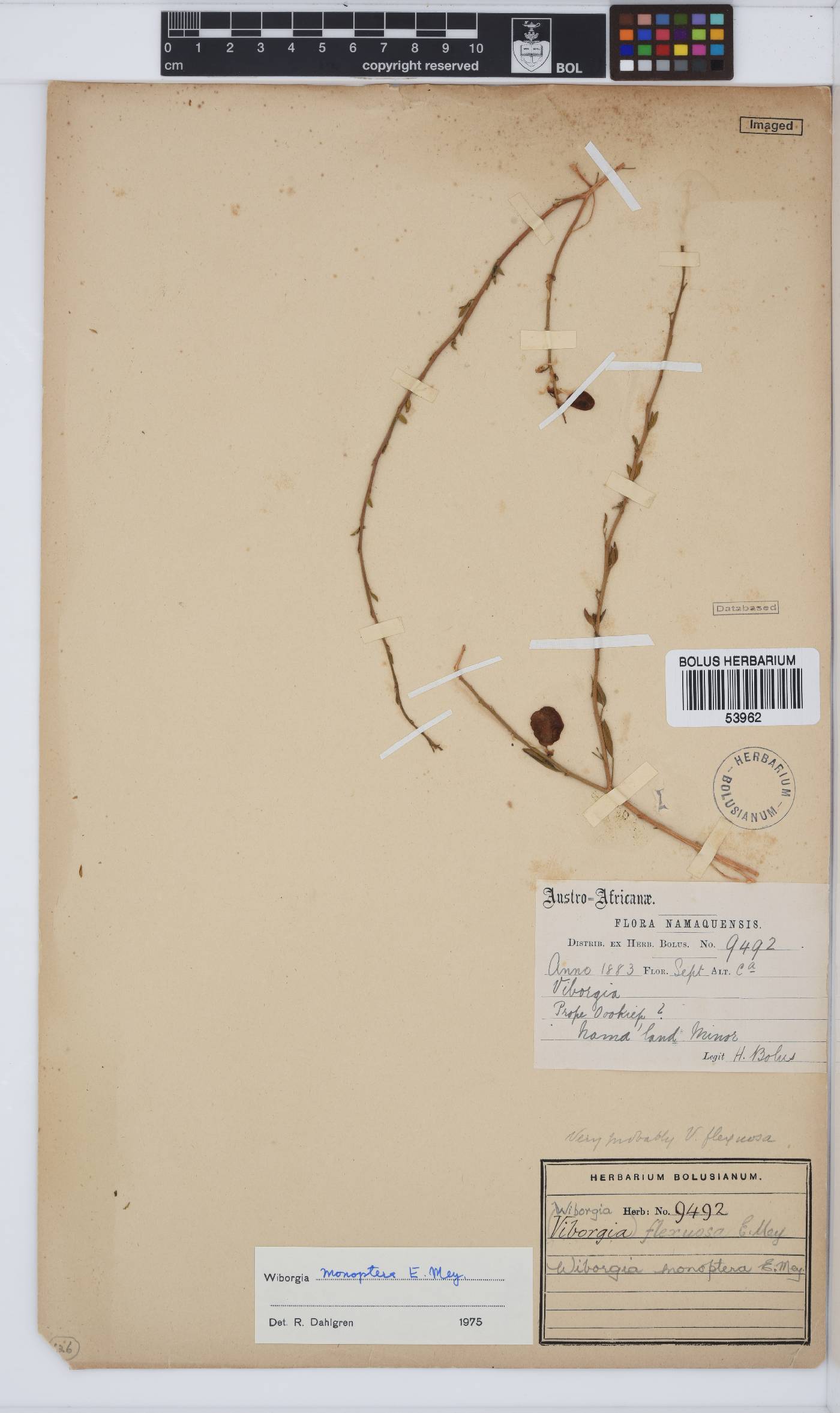 Wiborgia monoptera image