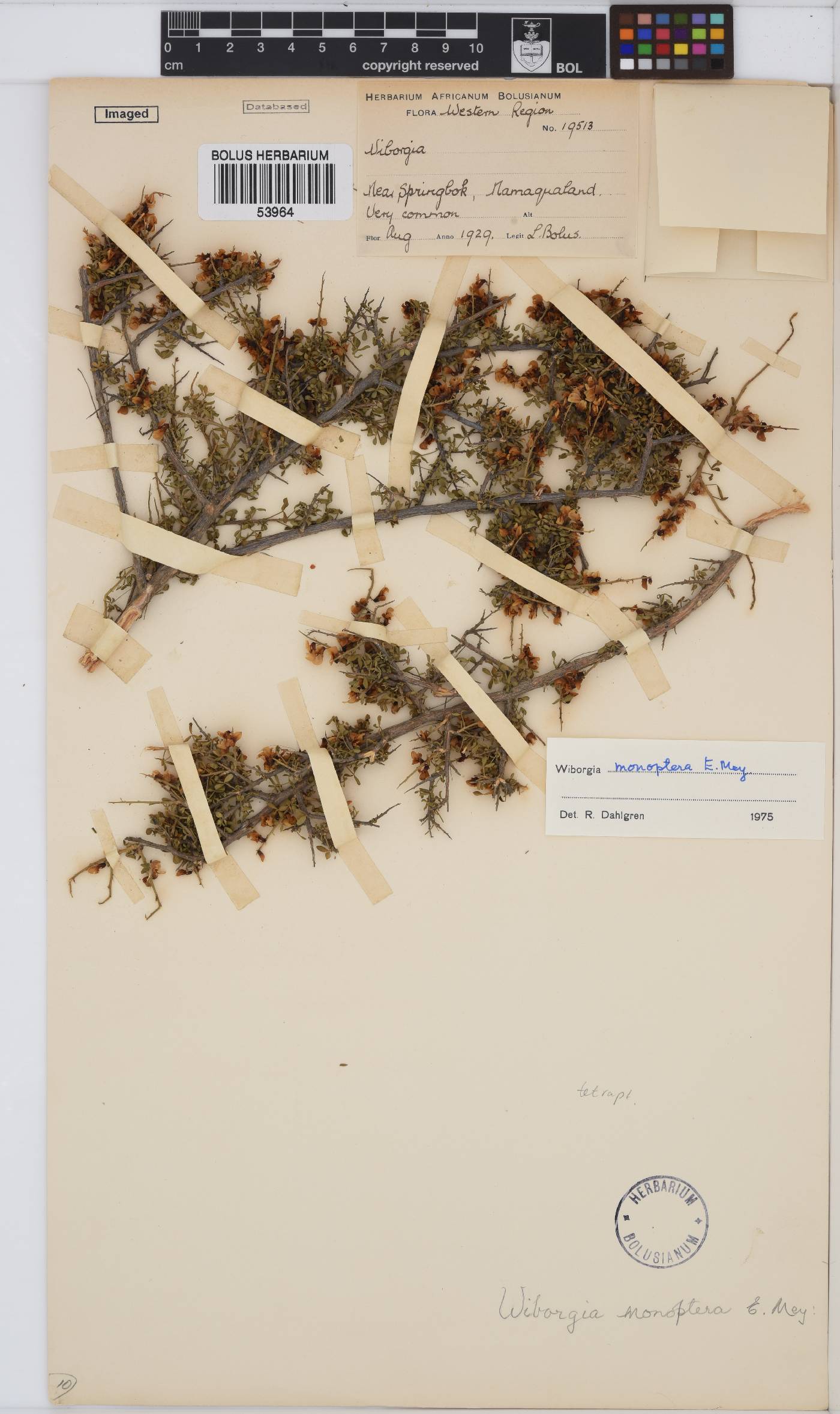 Wiborgia monoptera image