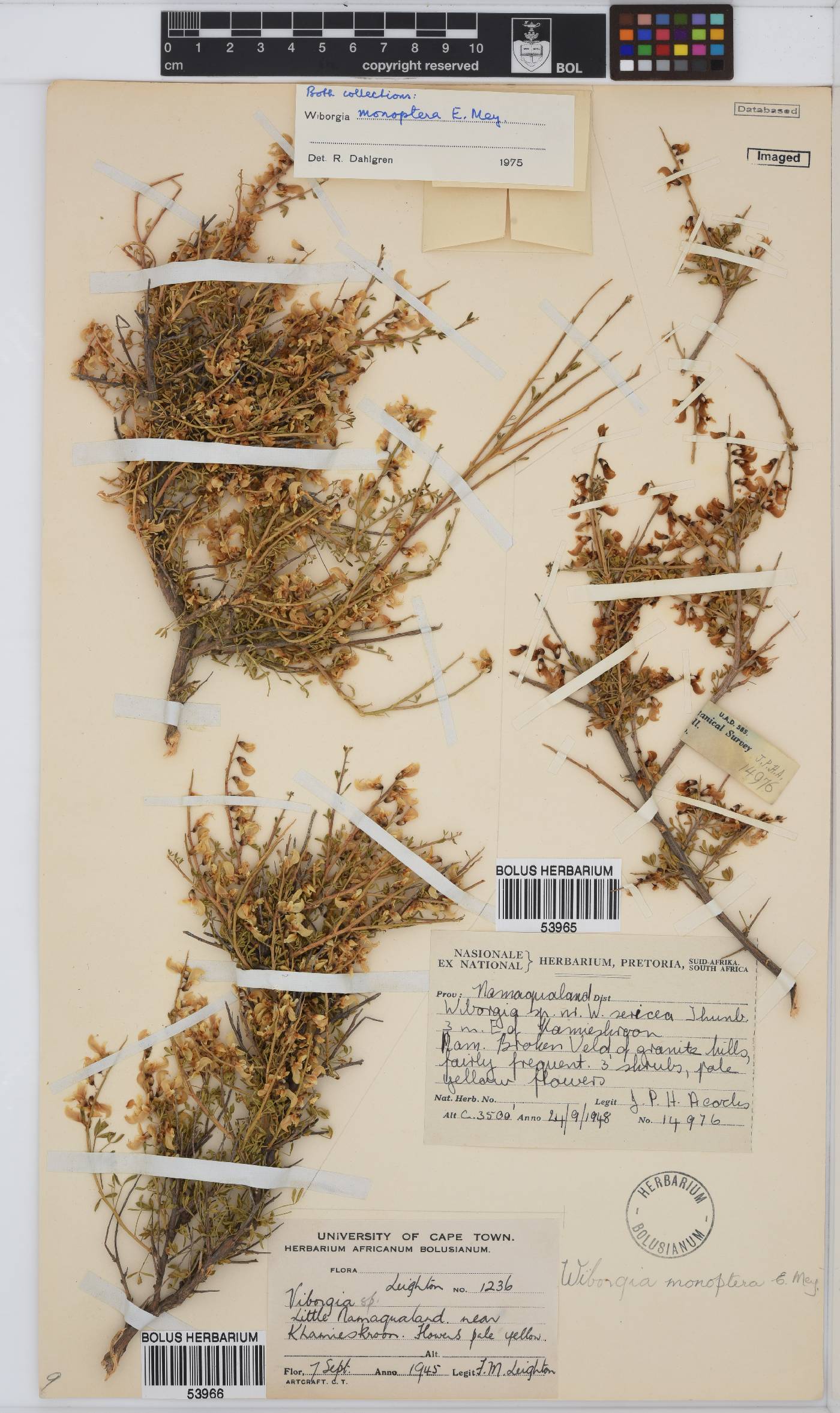 Wiborgia monoptera image
