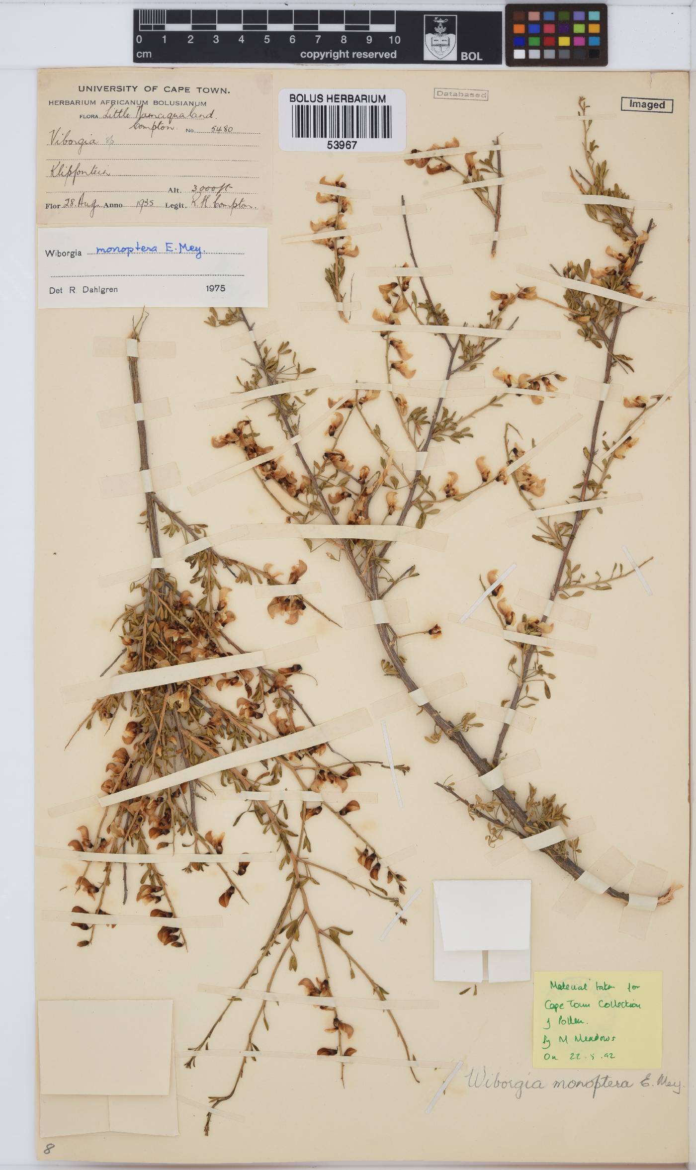 Wiborgia monoptera image
