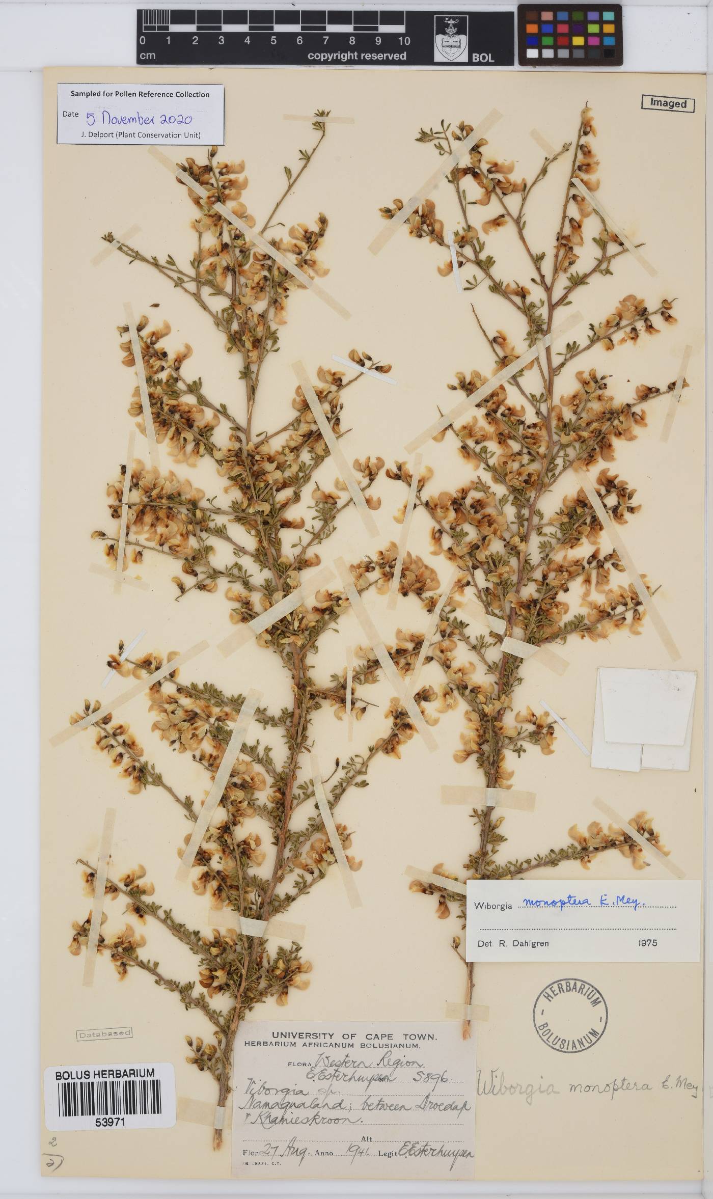 Wiborgia image