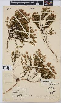 Aspalathus albens image