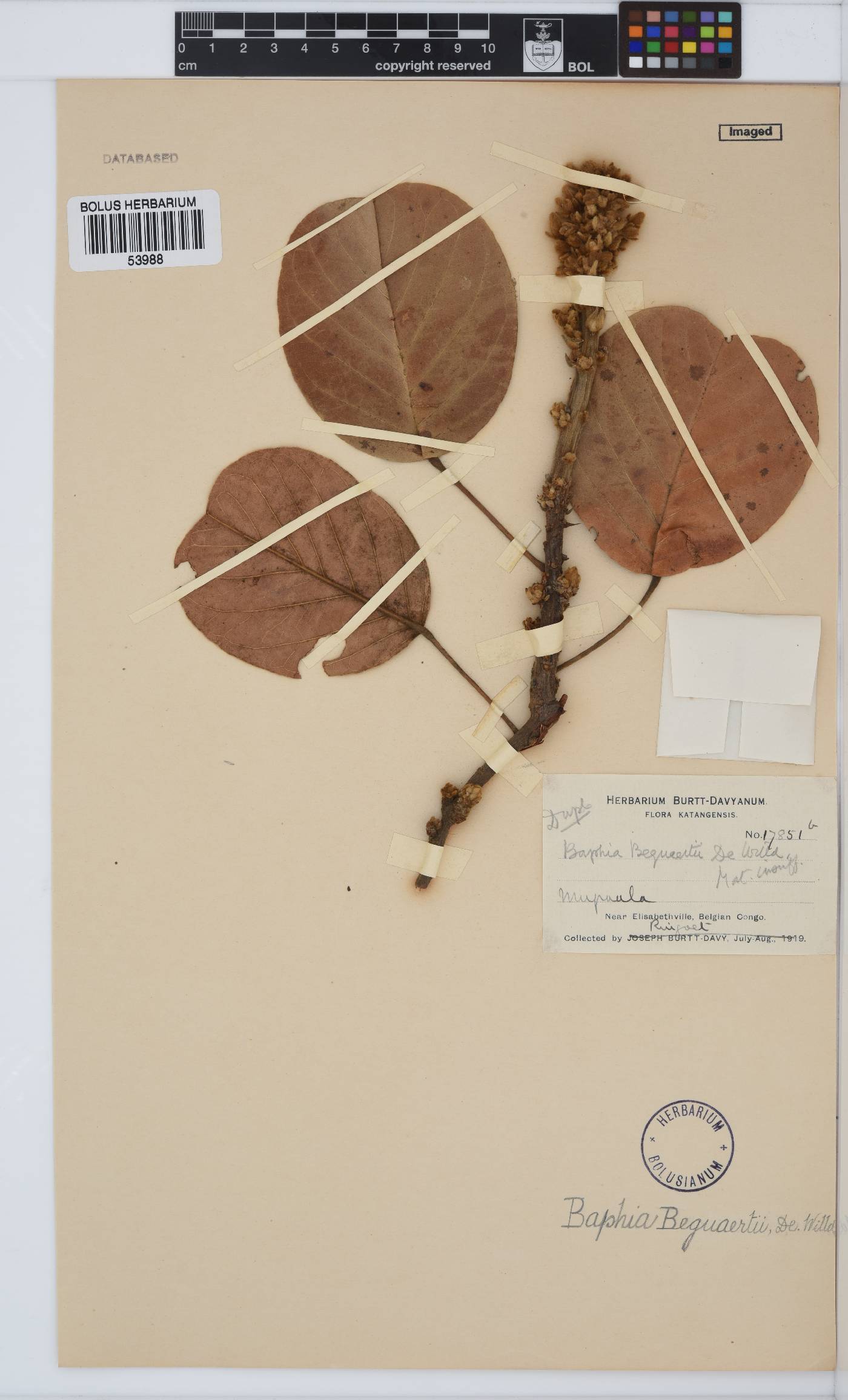 Baphia bequaertii image