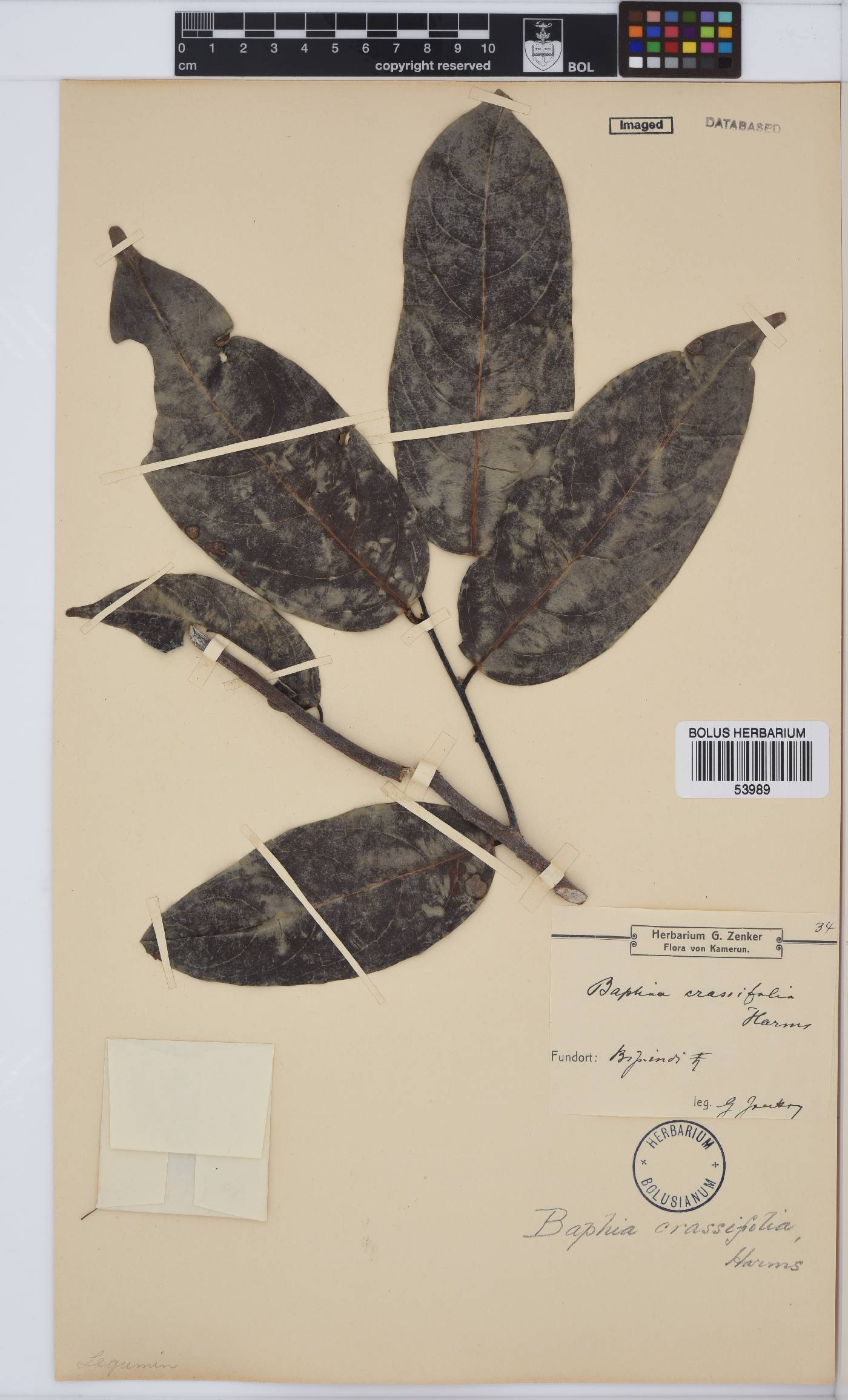 Baphia laurifolia image