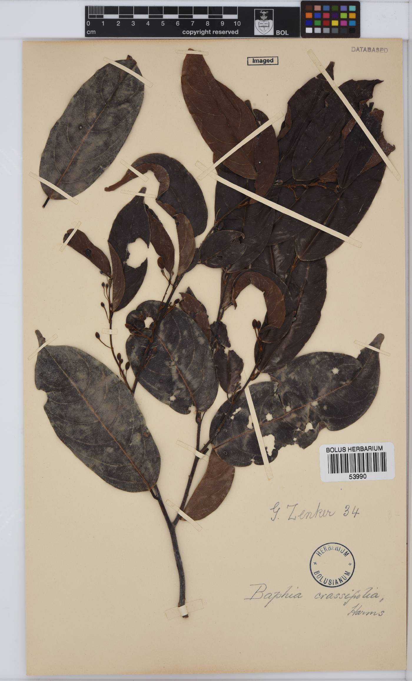 Baphia laurifolia image