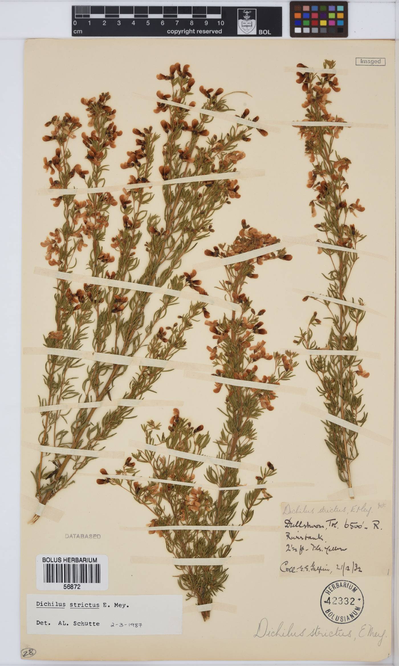 Dichilus strictus image