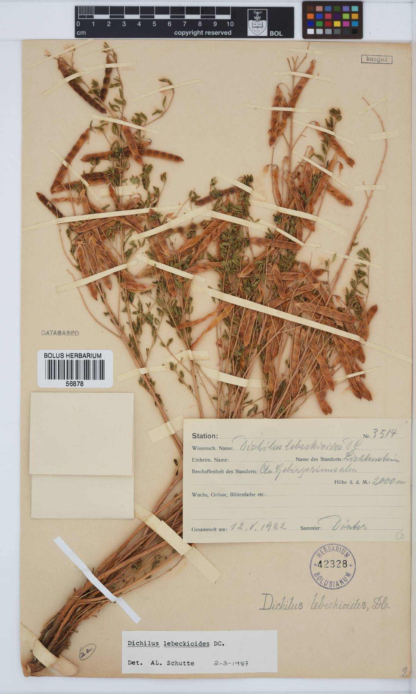Dichilus lebeckioides image