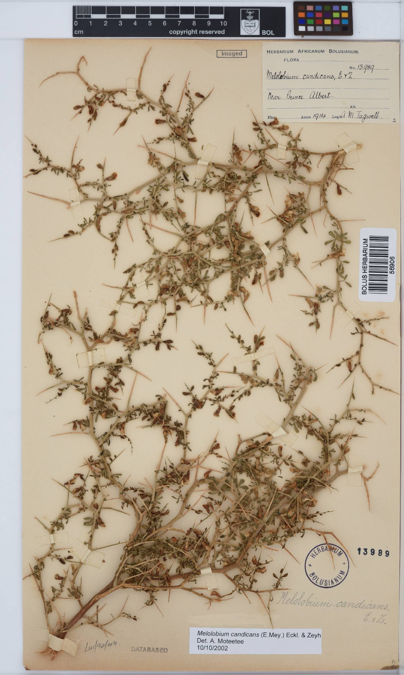 Melolobium calycinum image