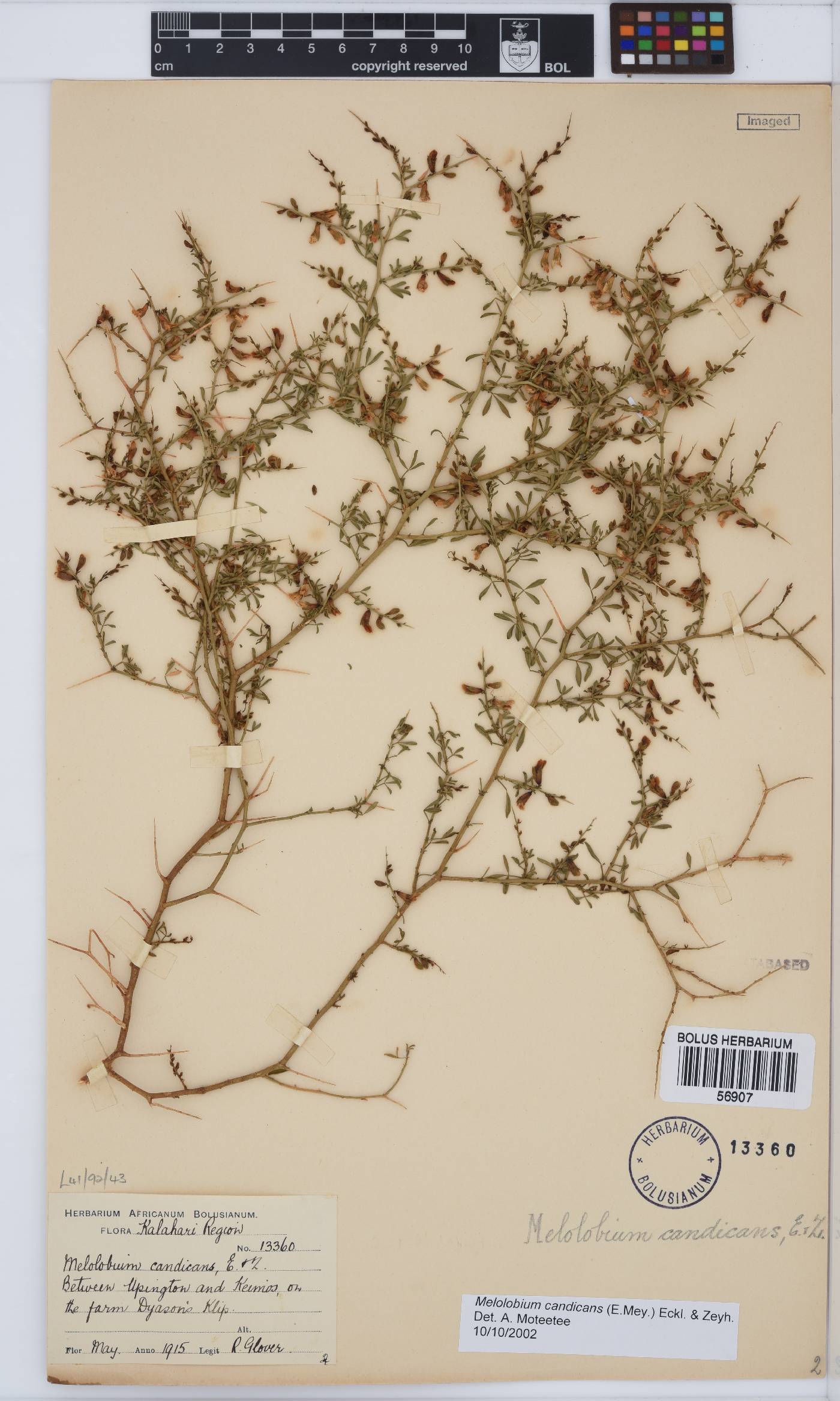 Melolobium calycinum image