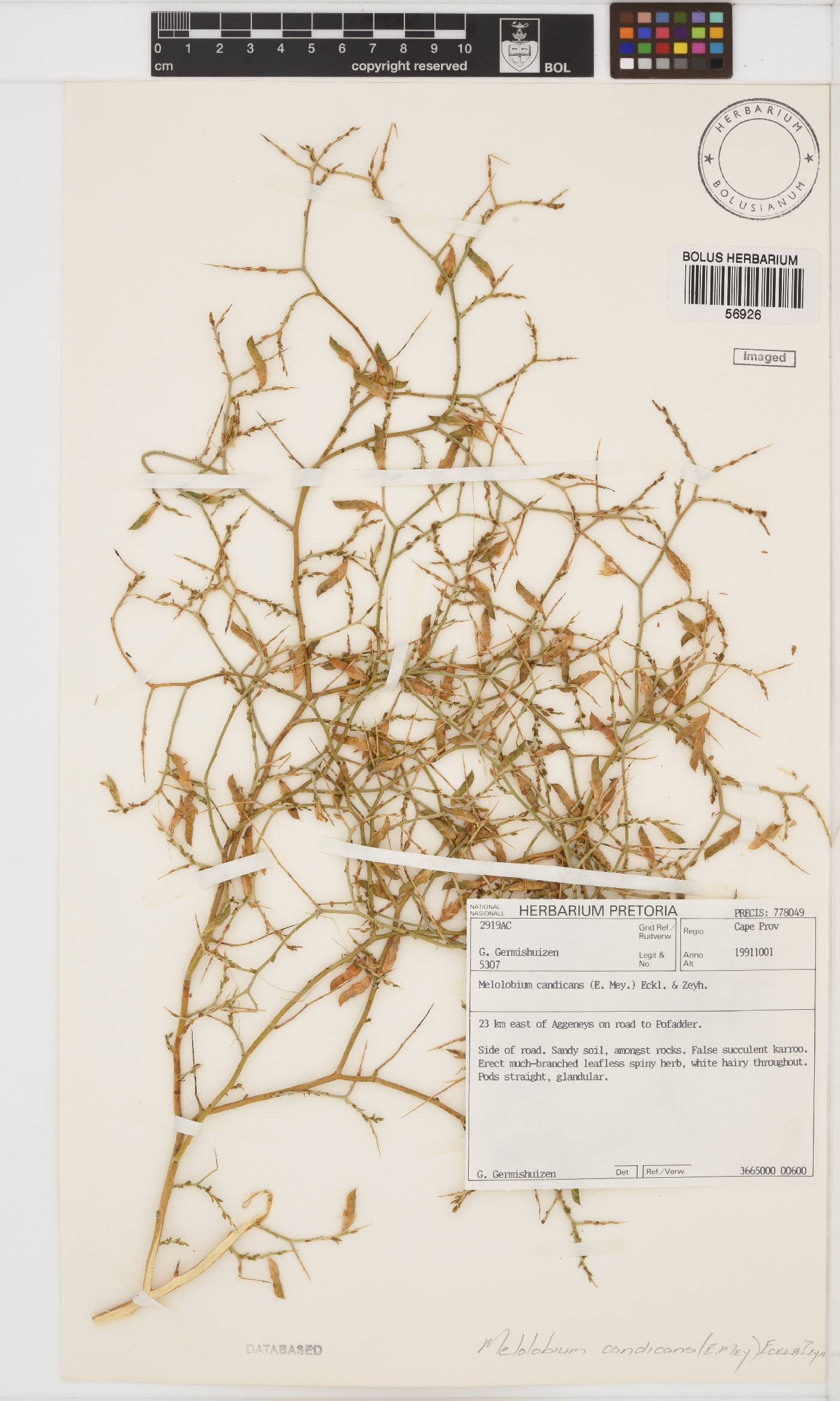 Melolobium candicans image