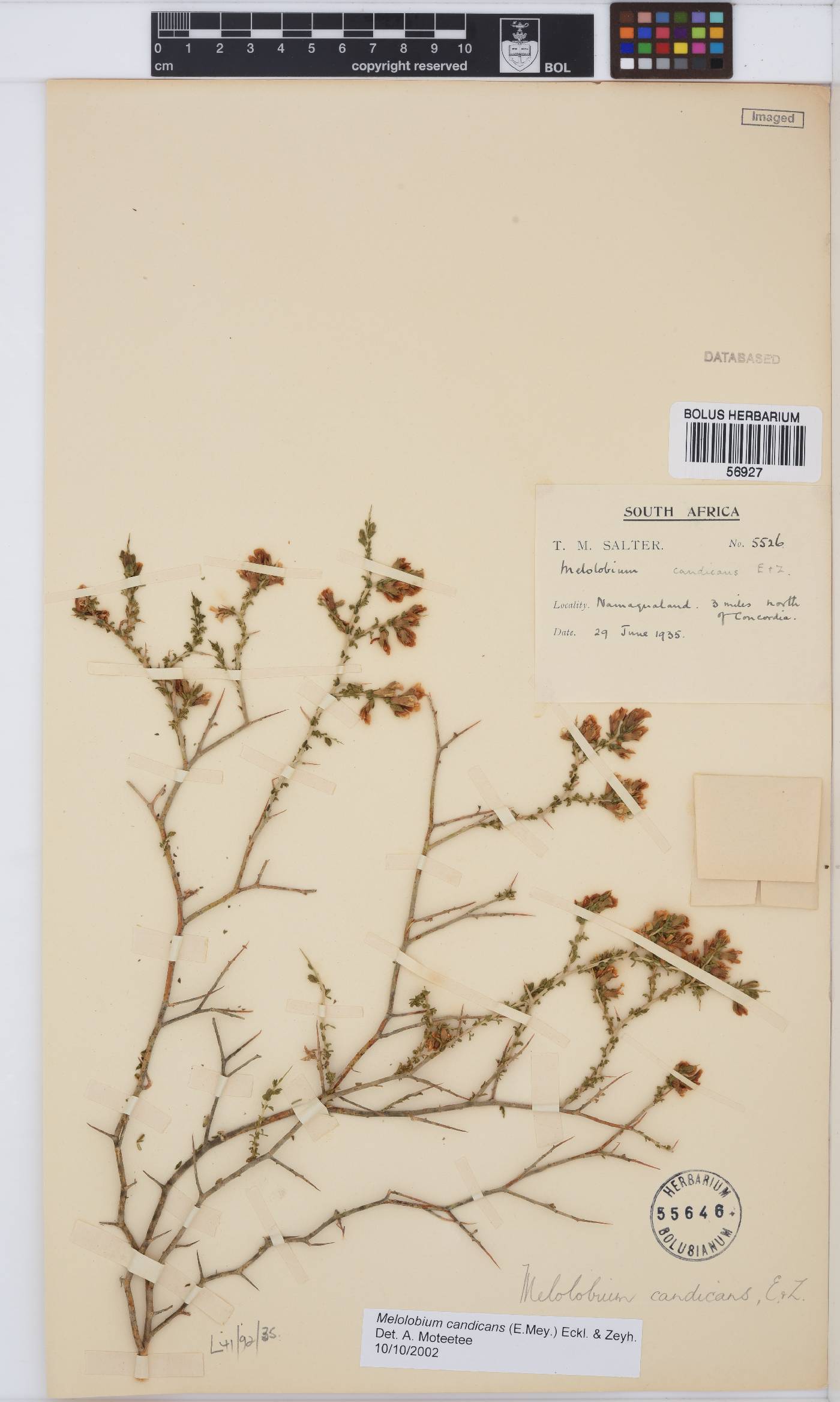 Melolobium candicans image