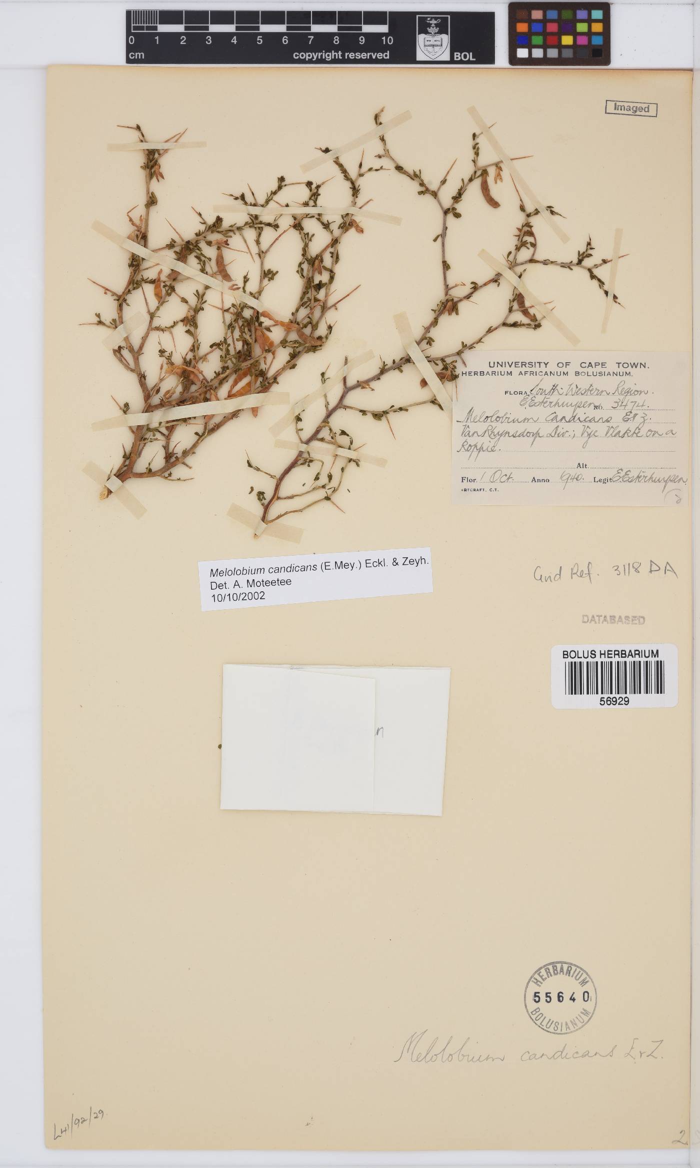 Melolobium candicans image