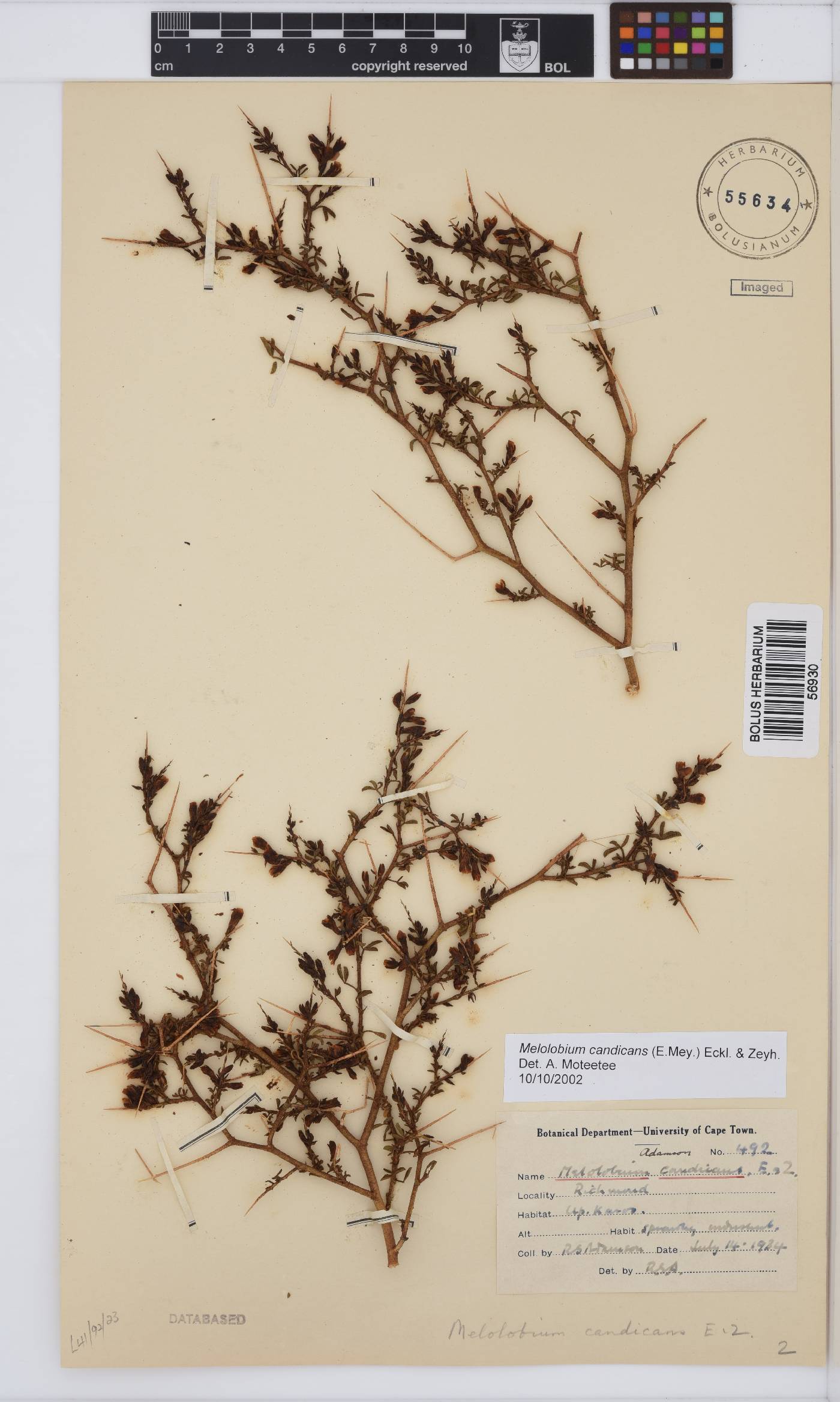 Melolobium candicans image