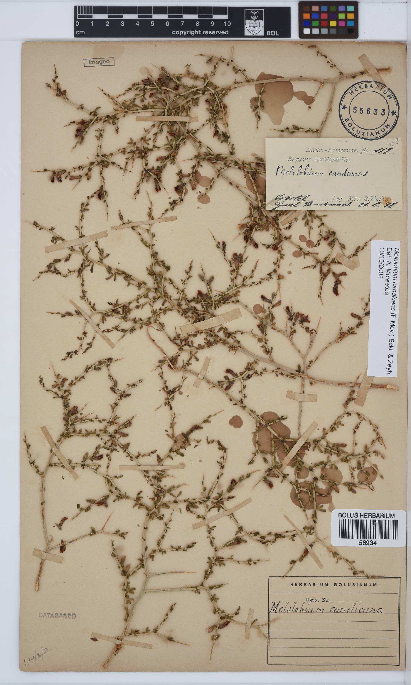 Melolobium candicans image