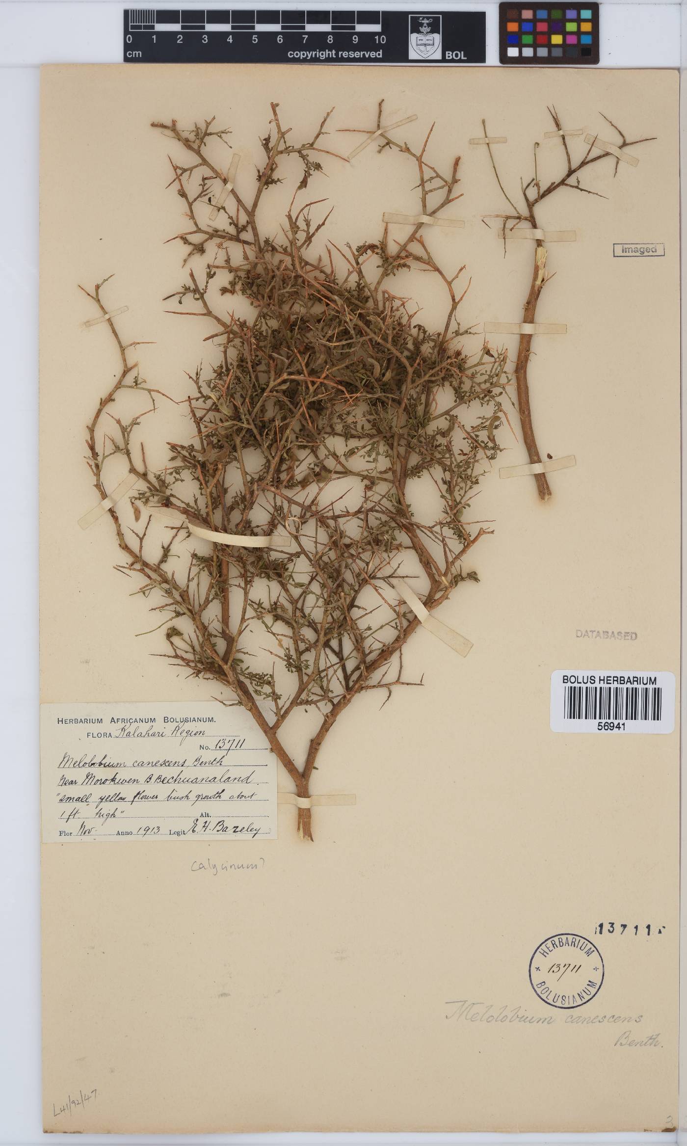 Melolobium canescens image