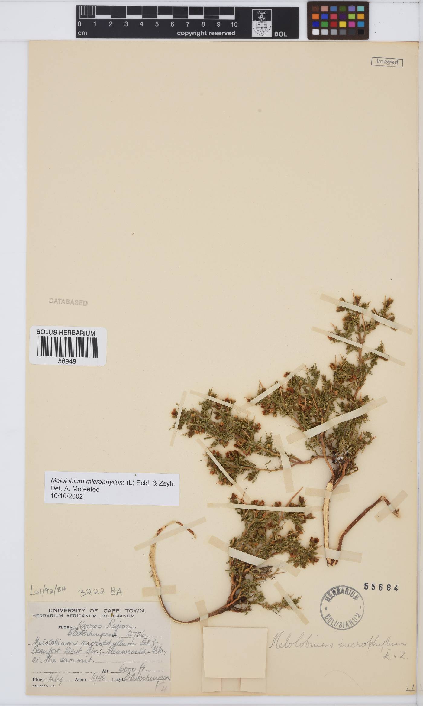 Melolobium microphyllum image
