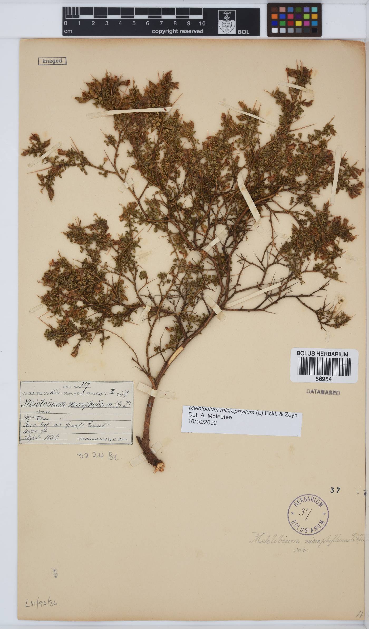 Melolobium microphyllum image
