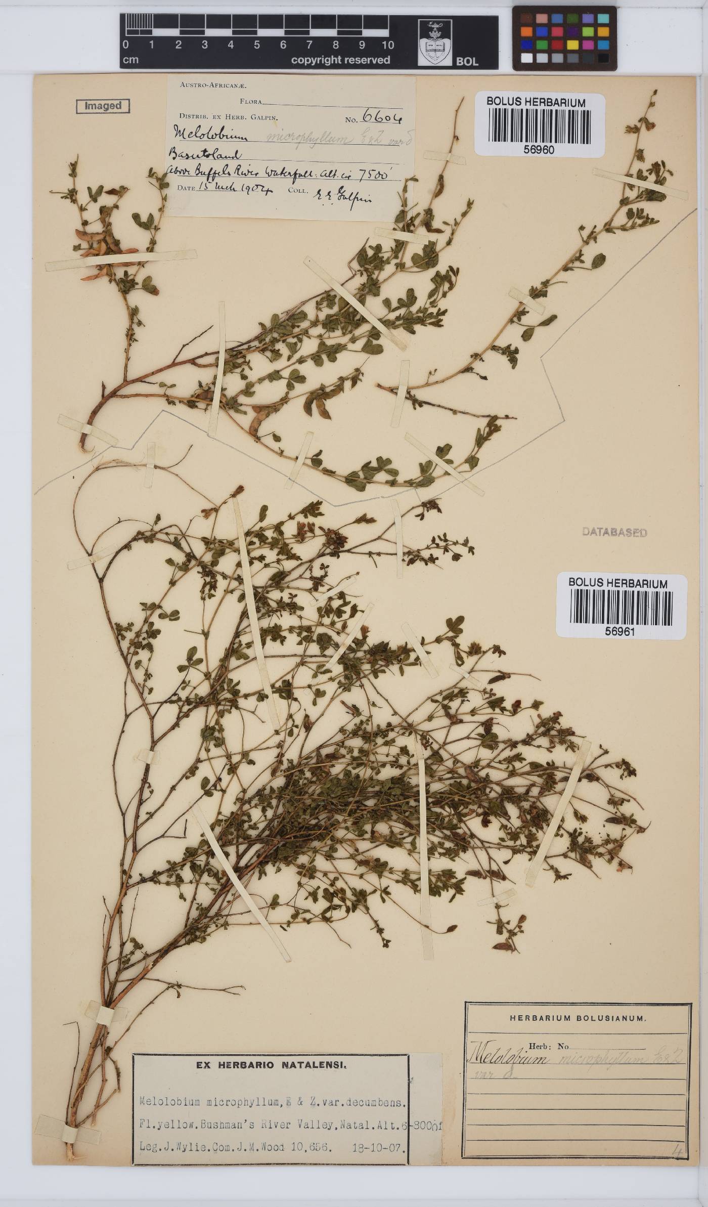 Melolobium microphyllum image