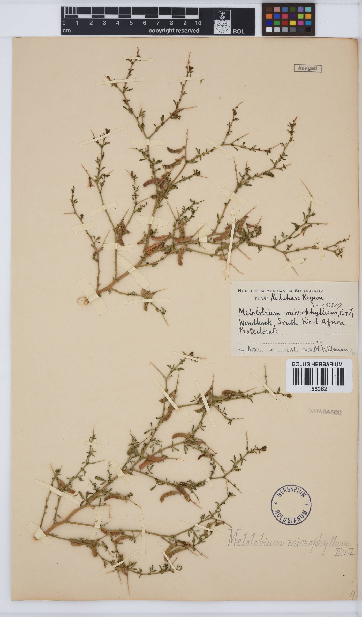 Melolobium image