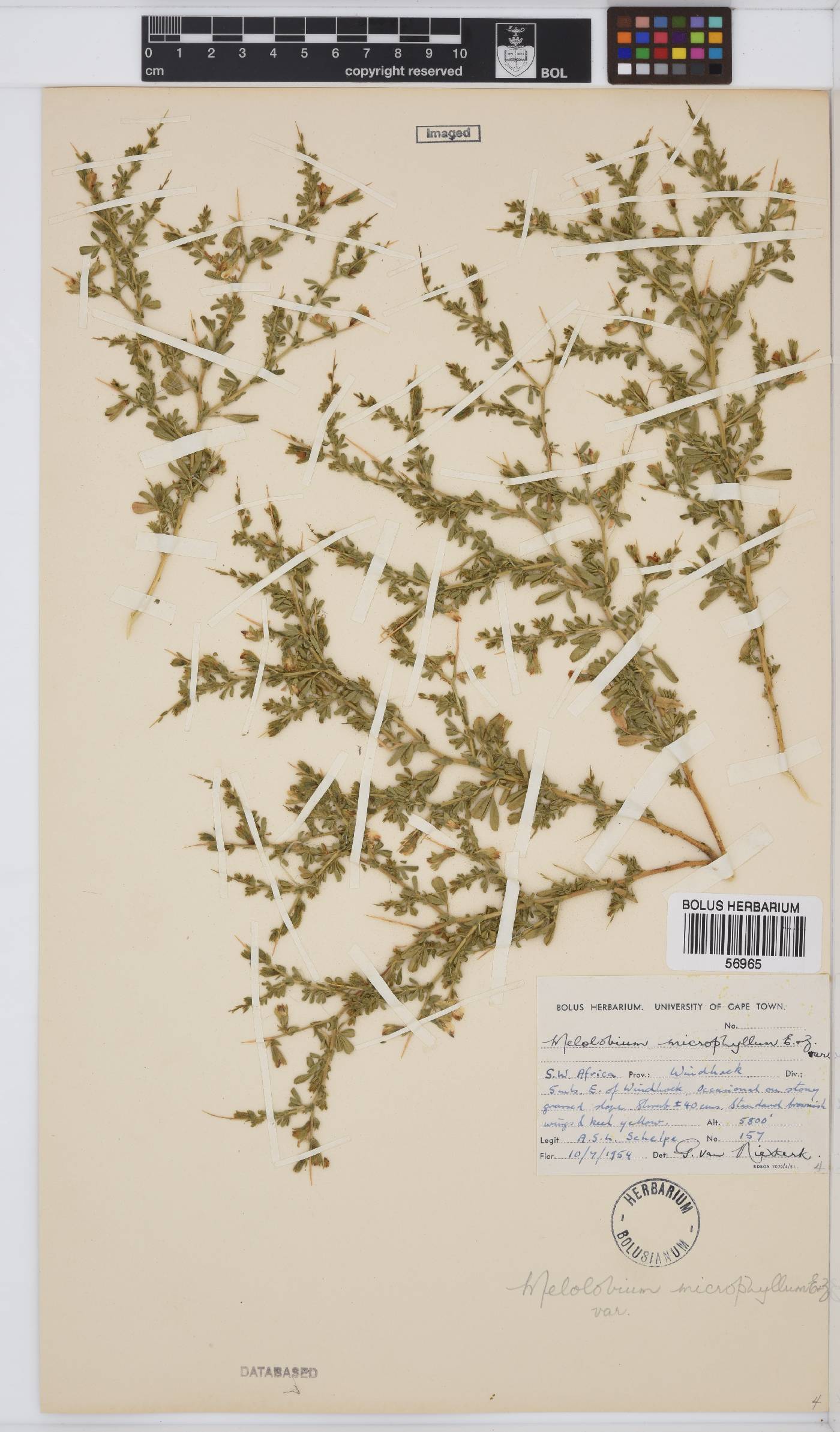 Melolobium microphyllum image