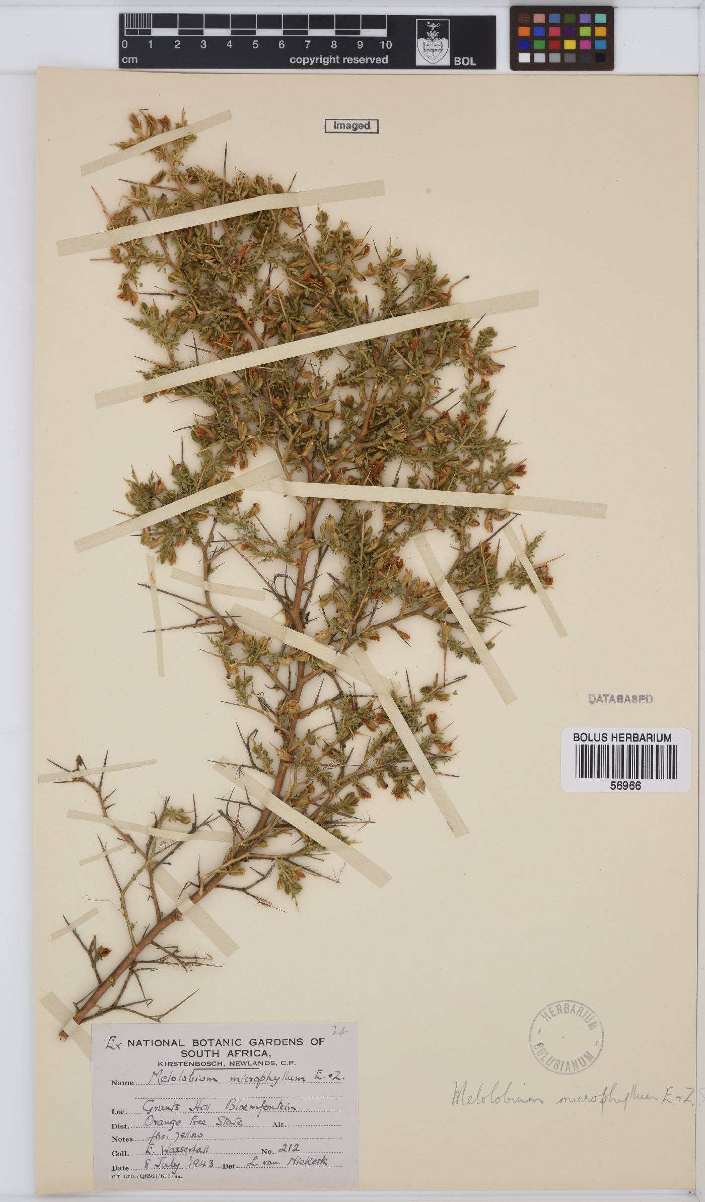 Melolobium microphyllum image