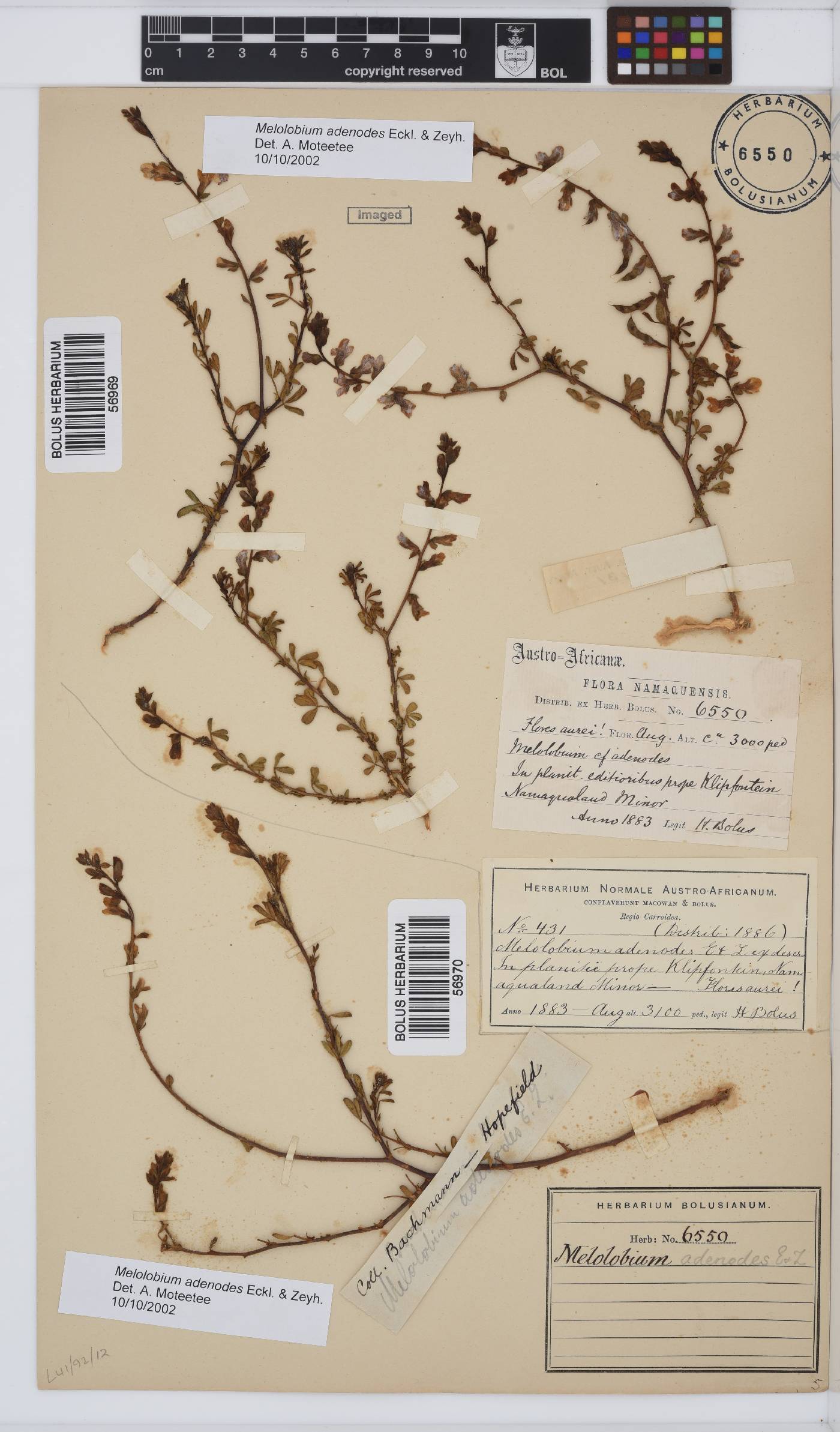 Melolobium adenodes image