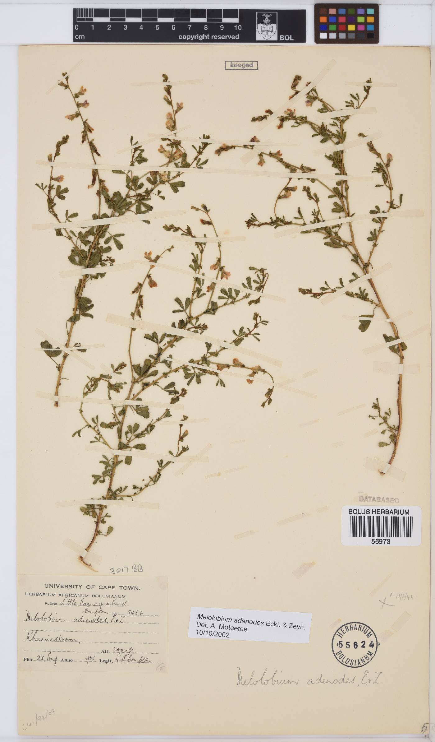 Melolobium adenodes image