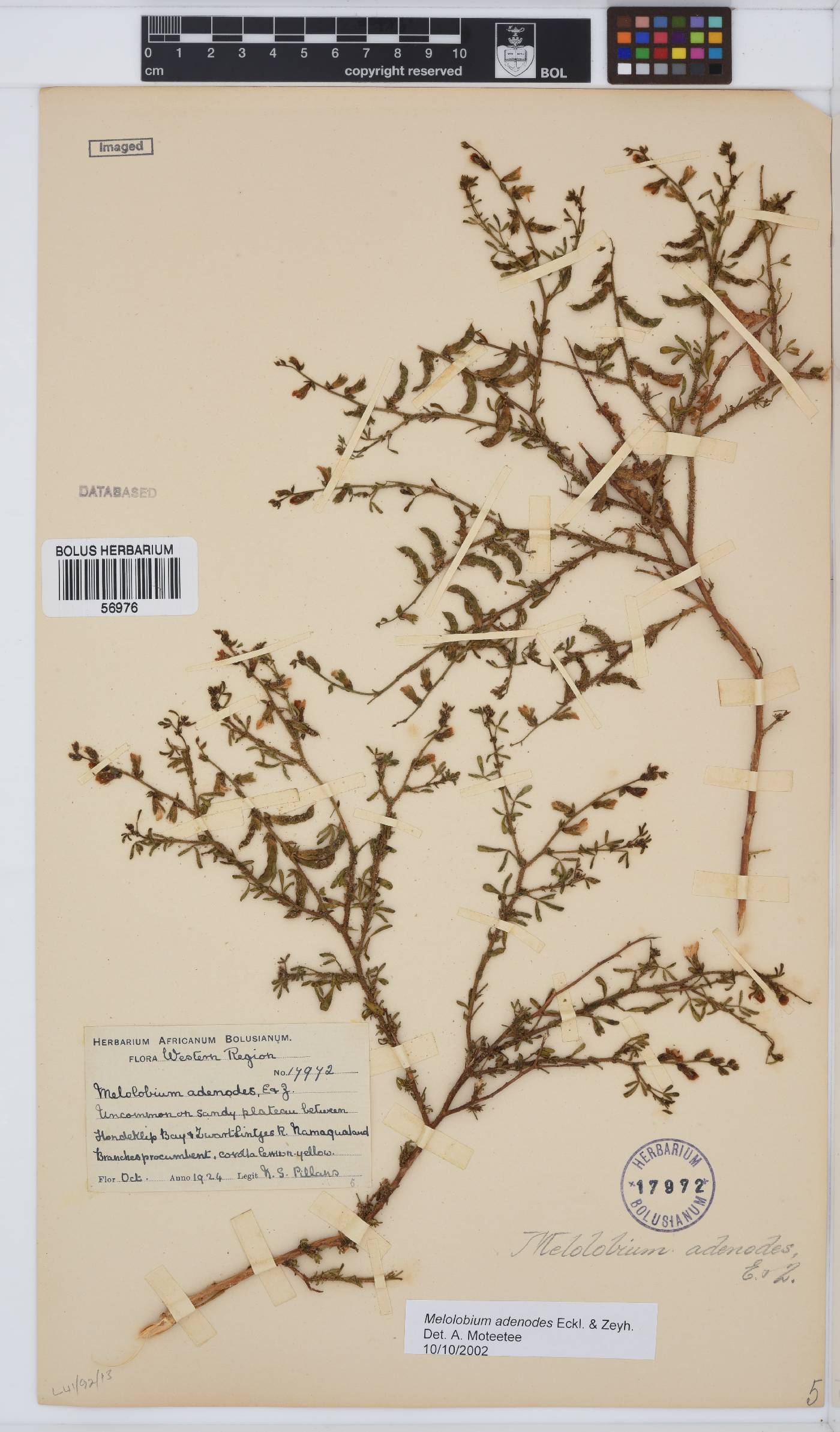 Melolobium adenodes image
