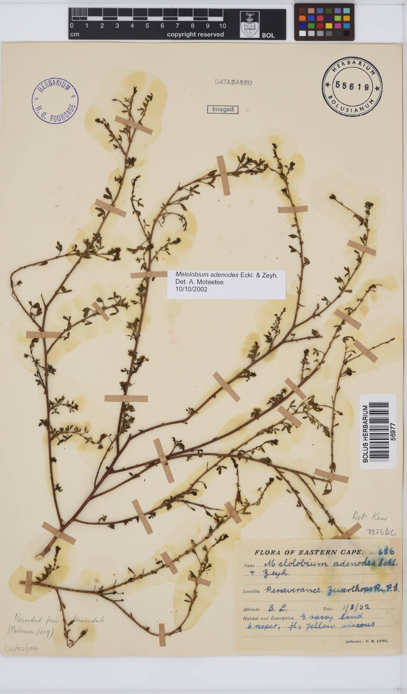 Melolobium adenodes image