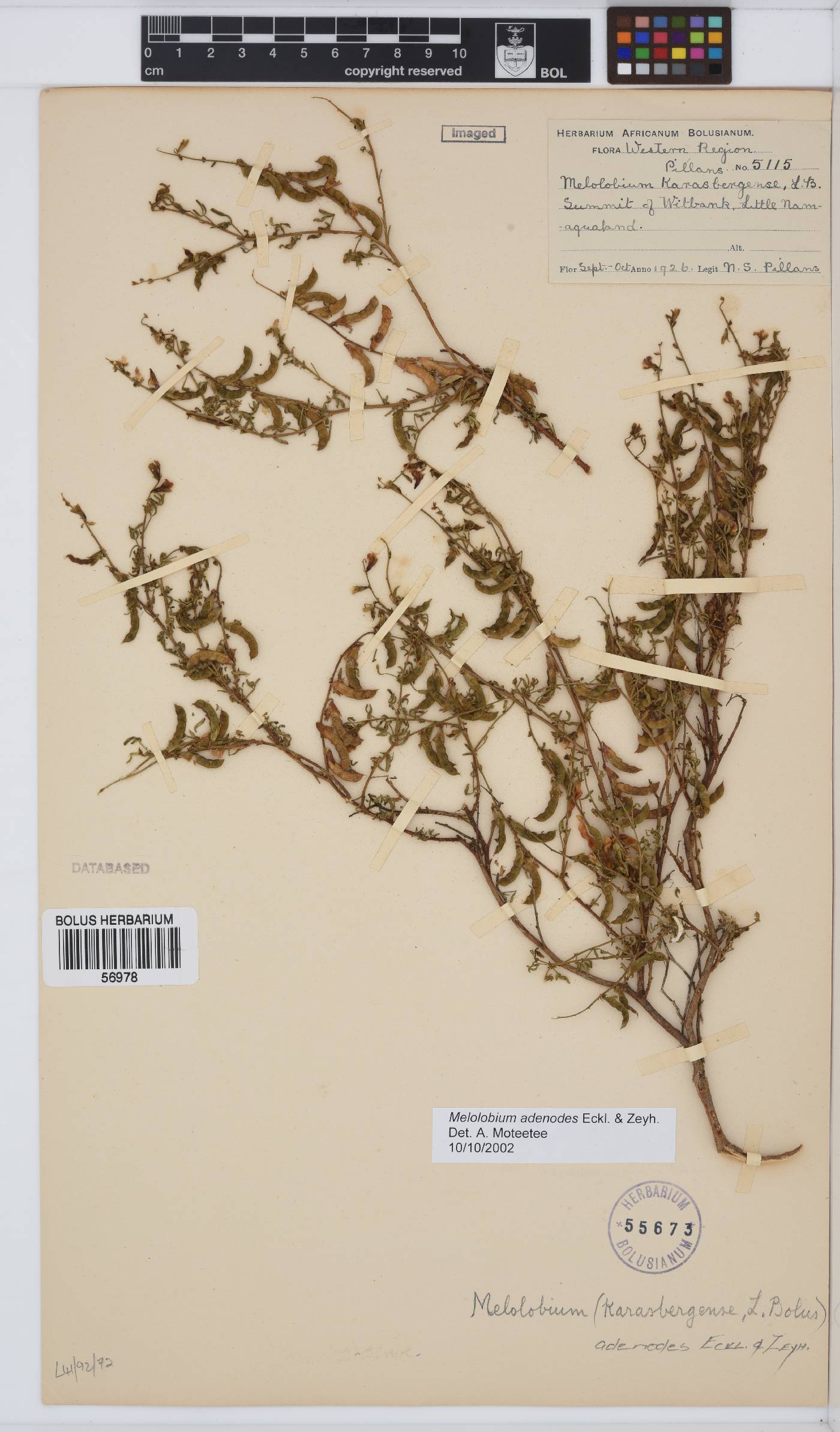 Melolobium adenodes image