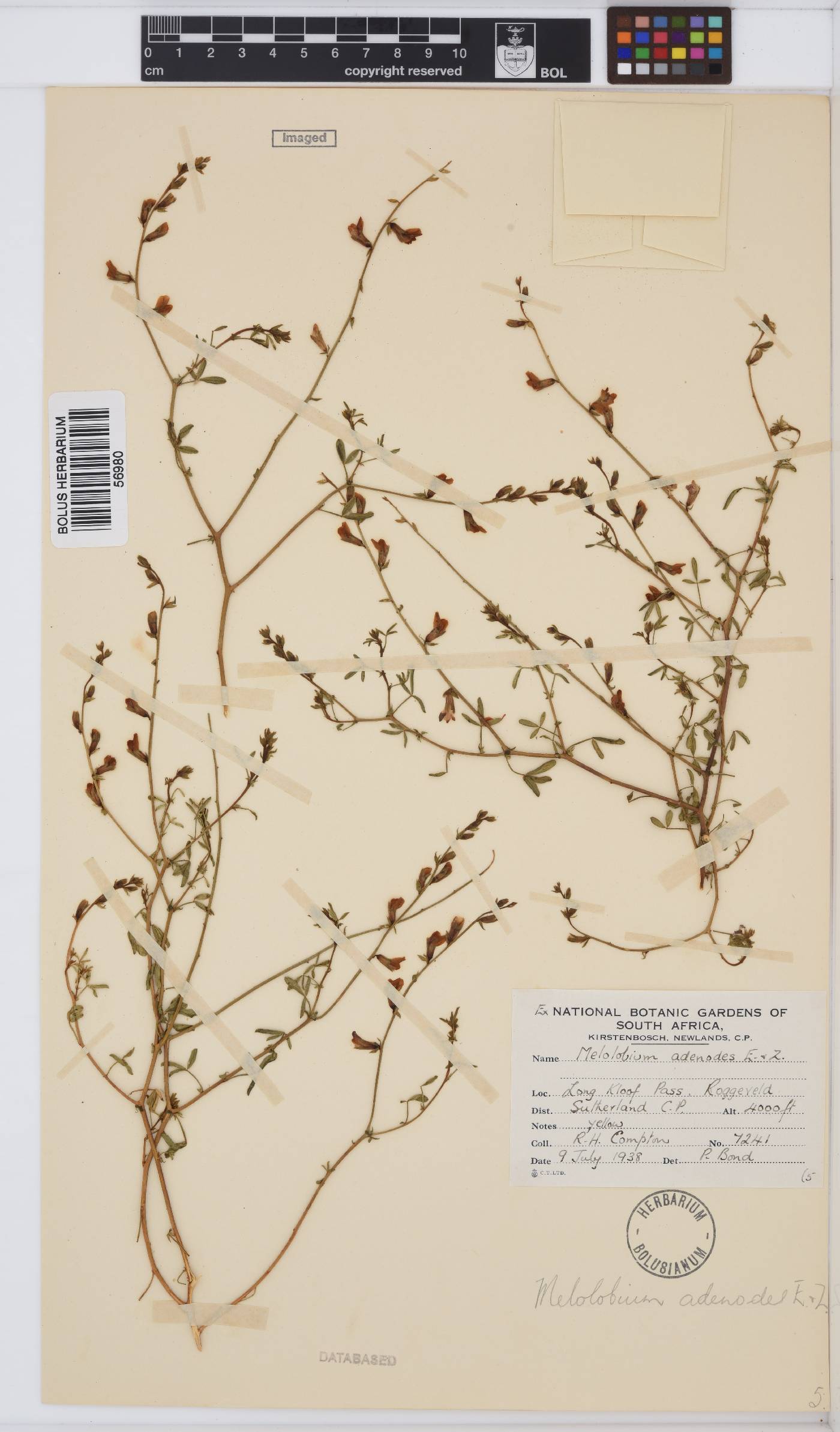 Melolobium adenodes image